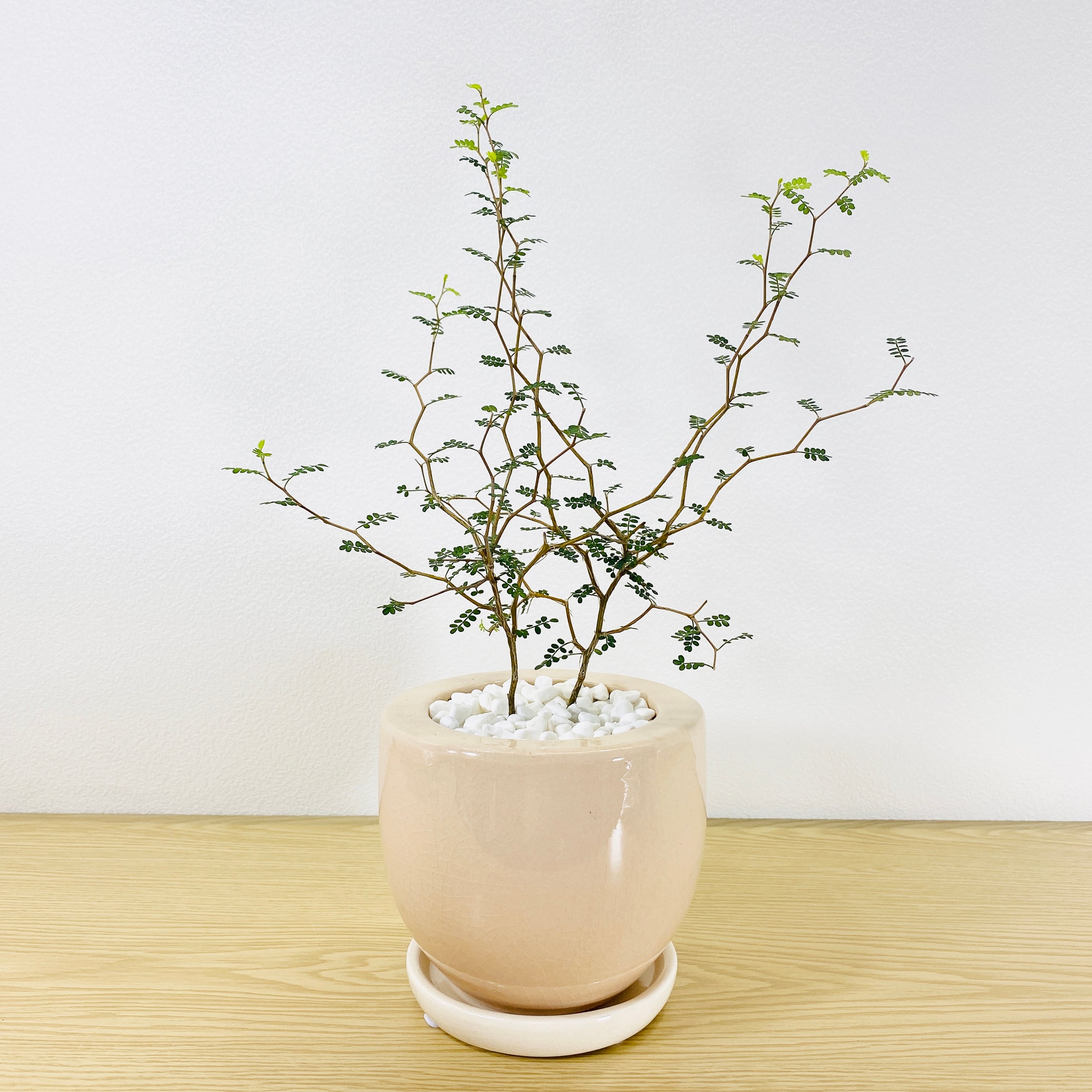 ソフォラ リトルベイビー 　[観葉植物] 一つ一つの葉が可愛いです！