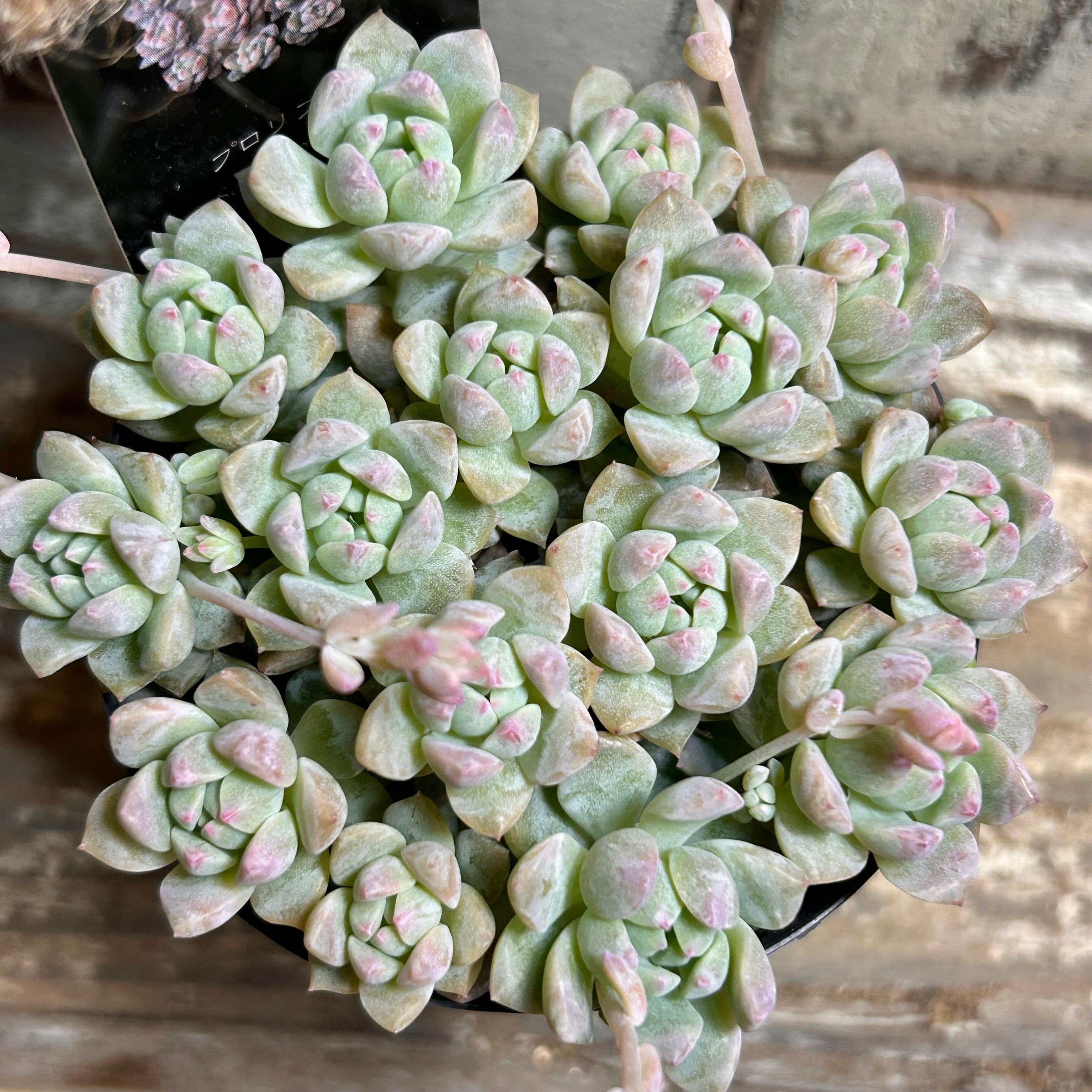 錦 | RuPo 多肉植物専門店