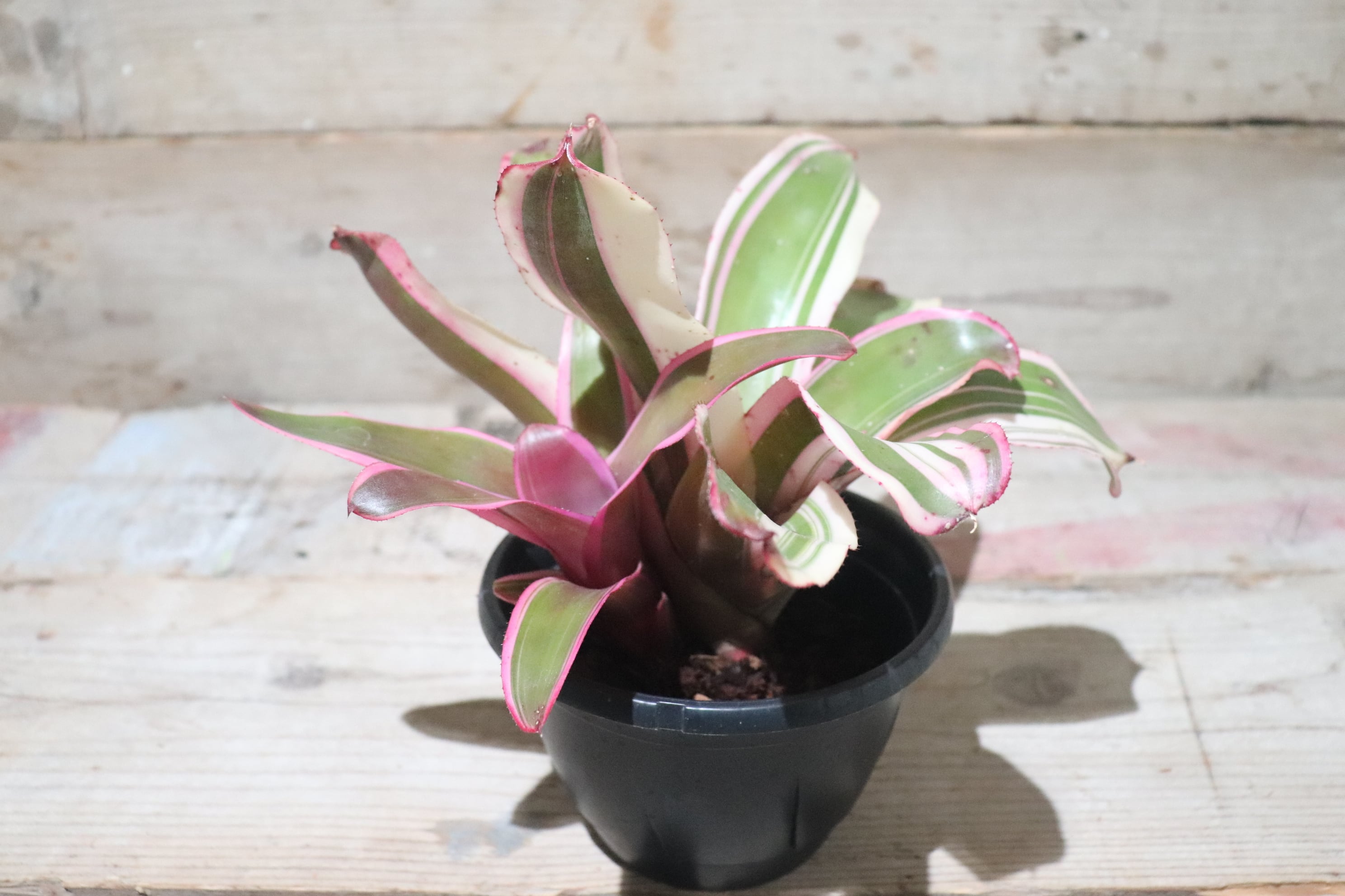 送料無料】Neoregelia 'Sister Janet'〔ネオレゲリア〕現品発送N0070-1