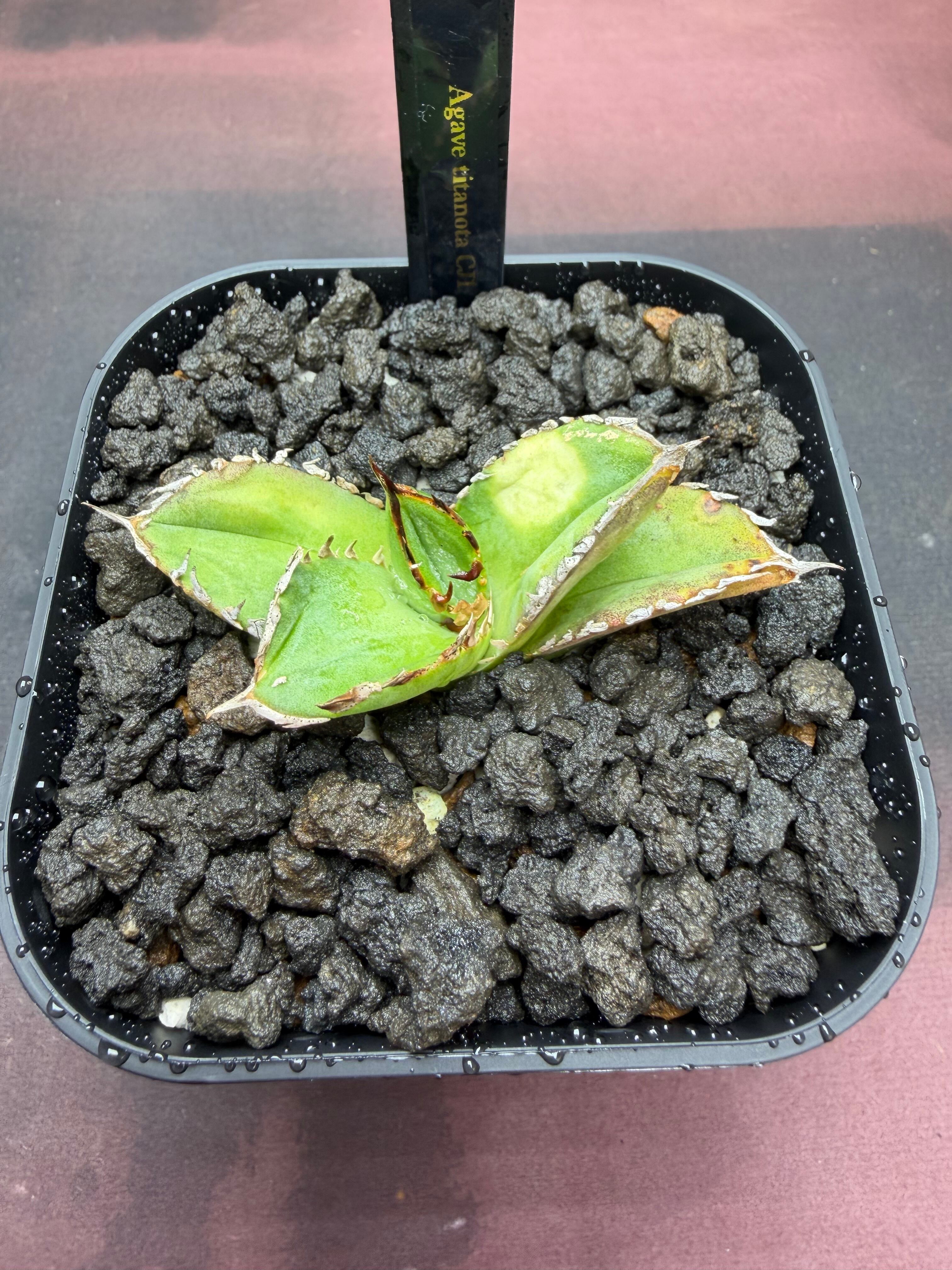 CJ-11｜正規タグ付き・日本正規個体 | AZ.PLANTS