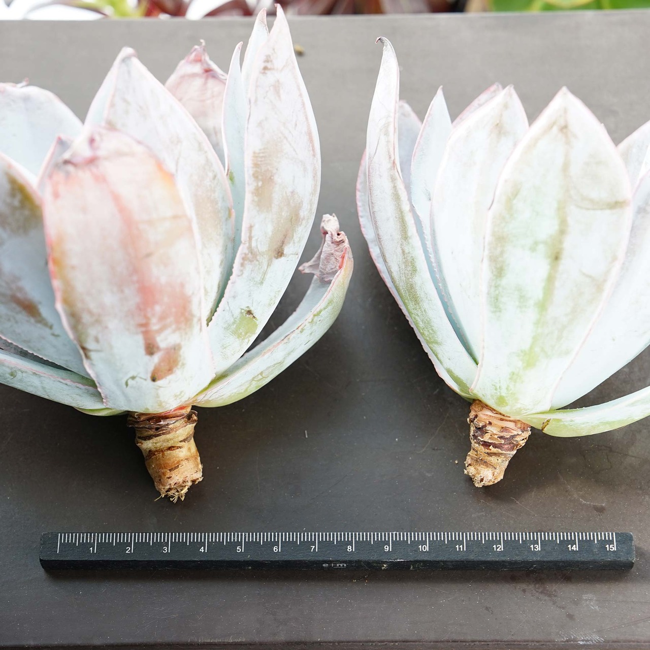 カット苗 カンテ 10cm超 大株 Echeveria cante