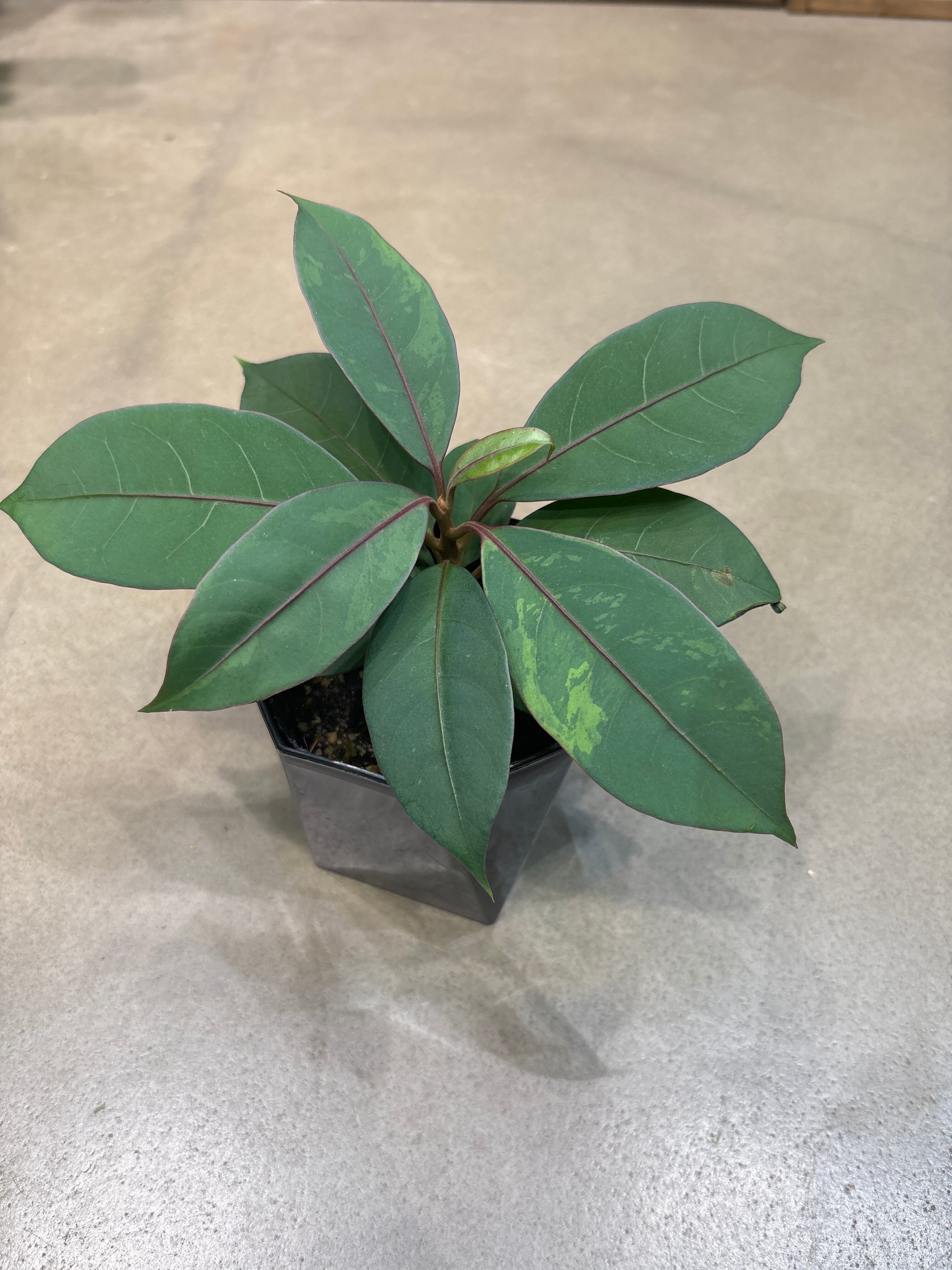 Anthurium red tiger(模型) | MIDORIYA 観葉植物専門店