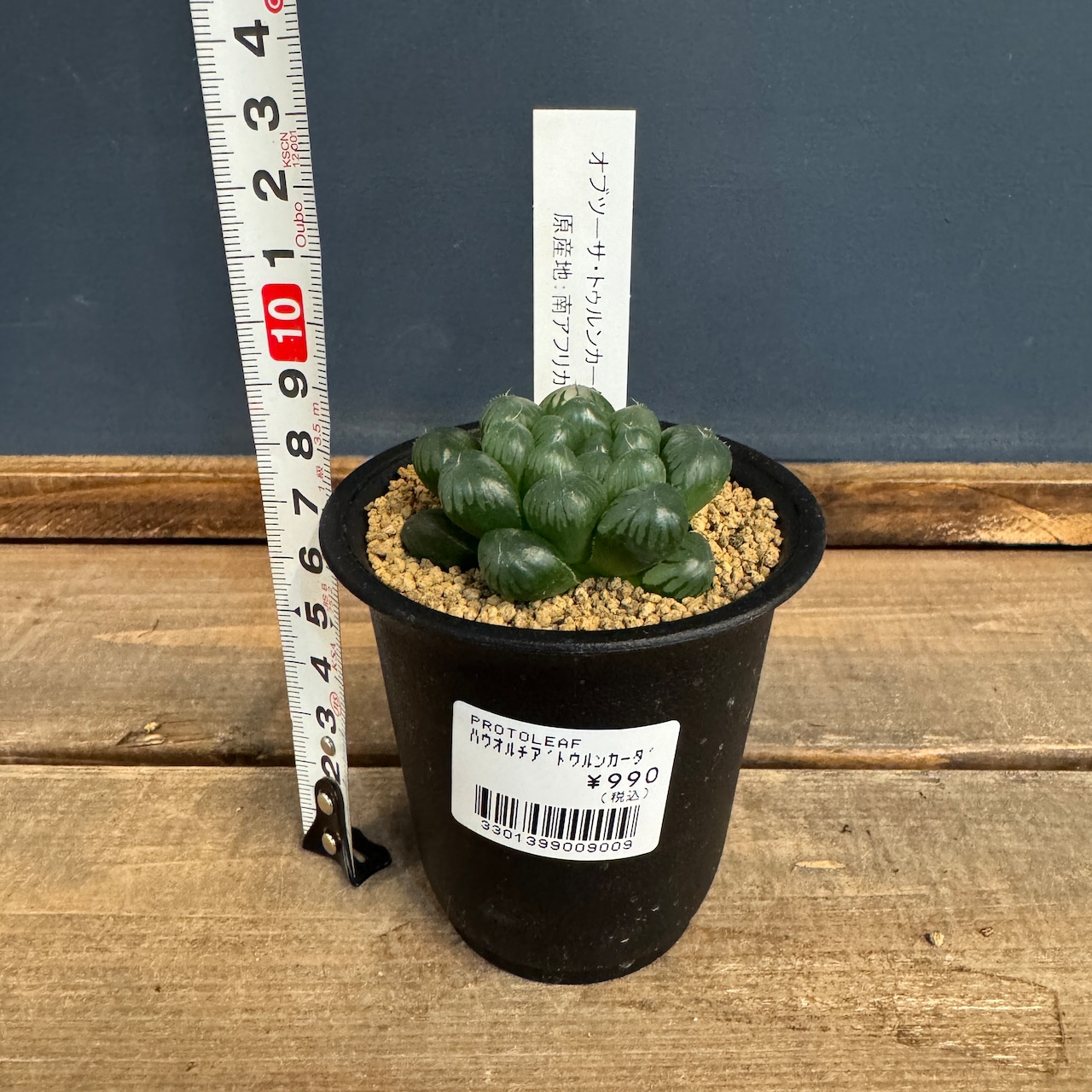 ハオルチア オブツーサ トゥルンカータ【80】