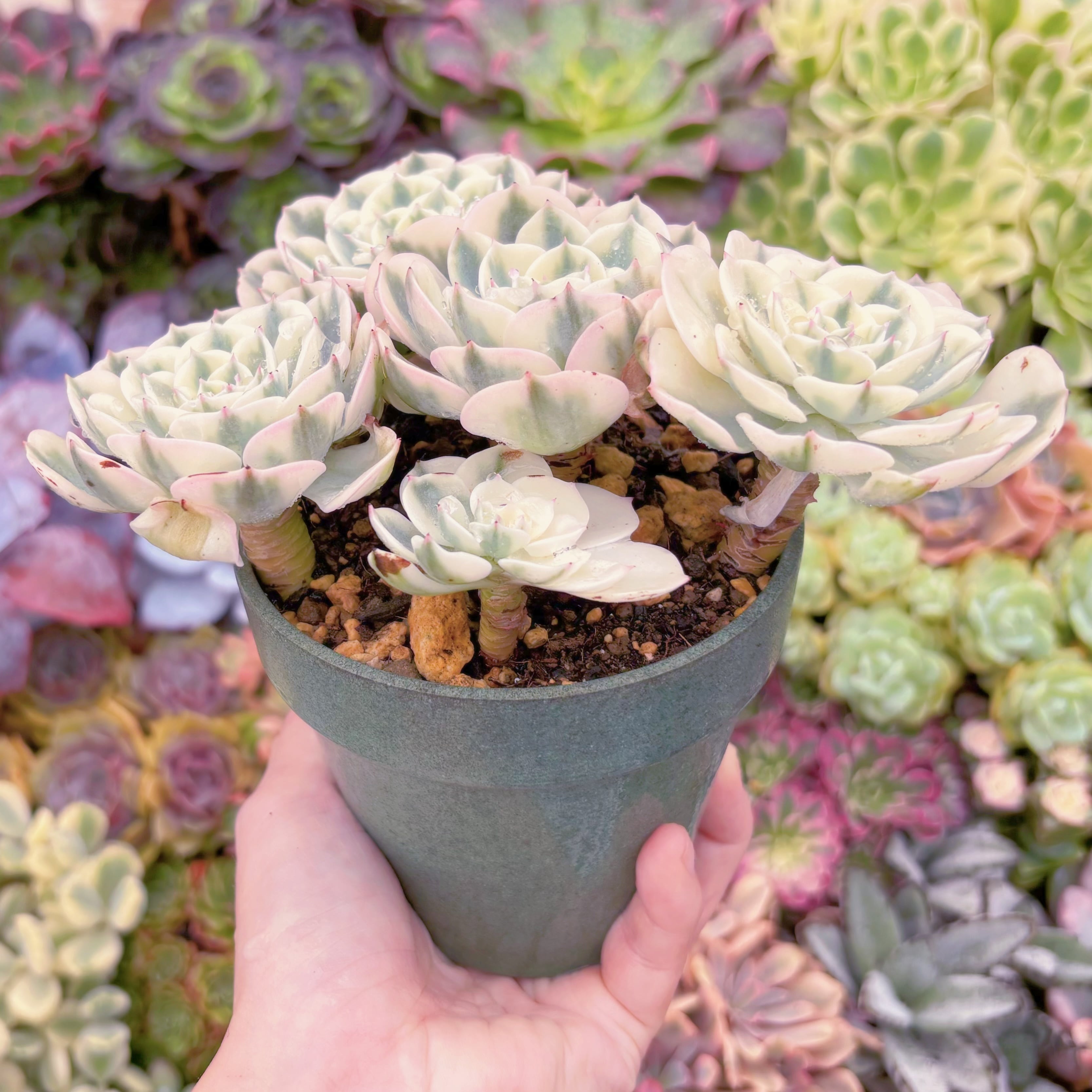 現品 ルノーディーン錦 #005 大群生 新入荷 るる農園 | るる農園~多肉