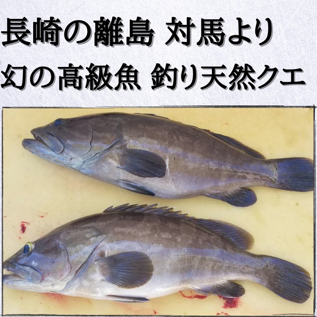 長崎対馬 活〆釣り天然クエ 3 5 前後 内臓処理希望の方は備考欄に記載下さい 産直サイト ライドザシップ