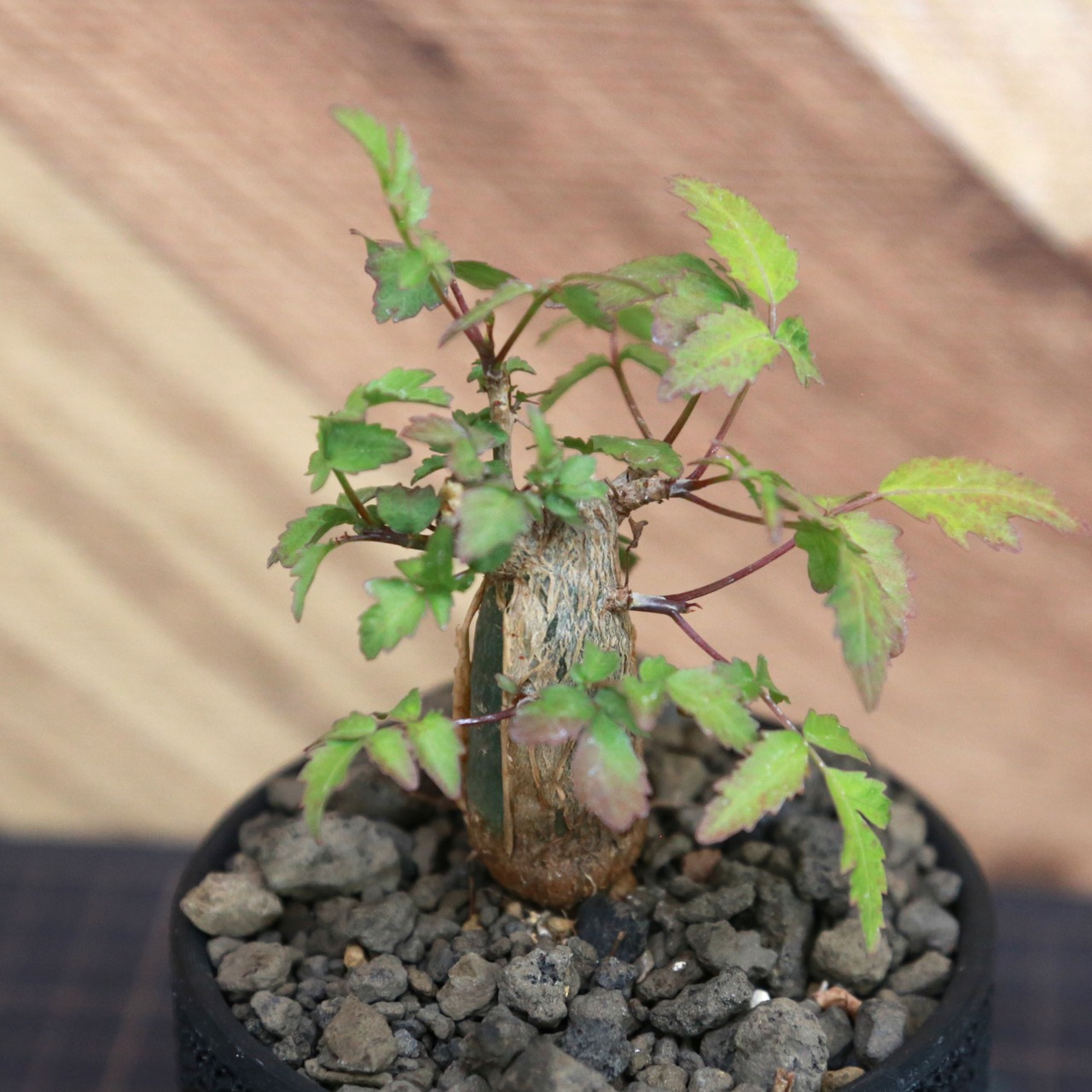 Bursera fagaroides (ブルセラ ファガロイデス) / 小株(3号鉢)/Lot.001