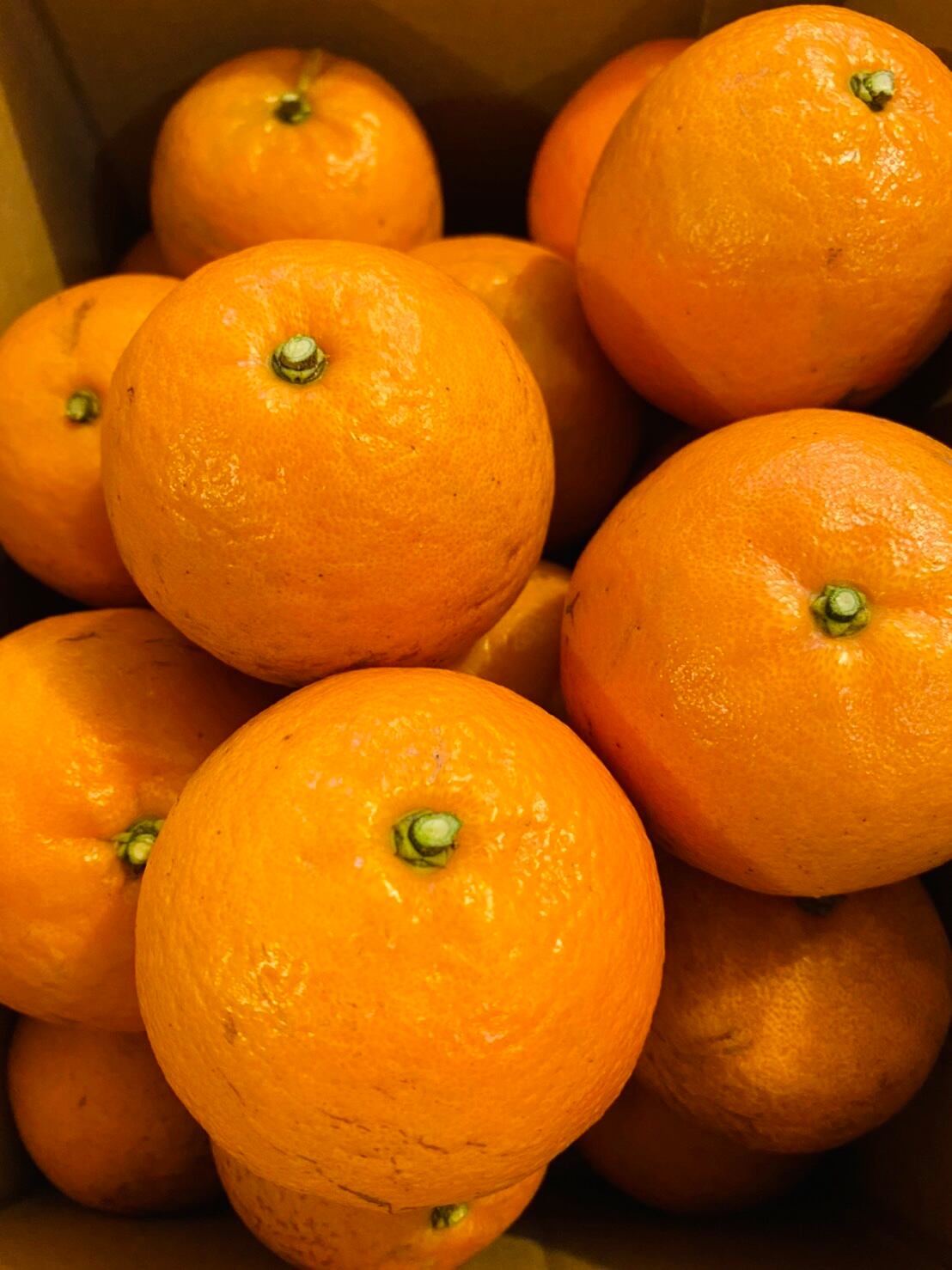 自家農園のたんかん 家庭用5kg