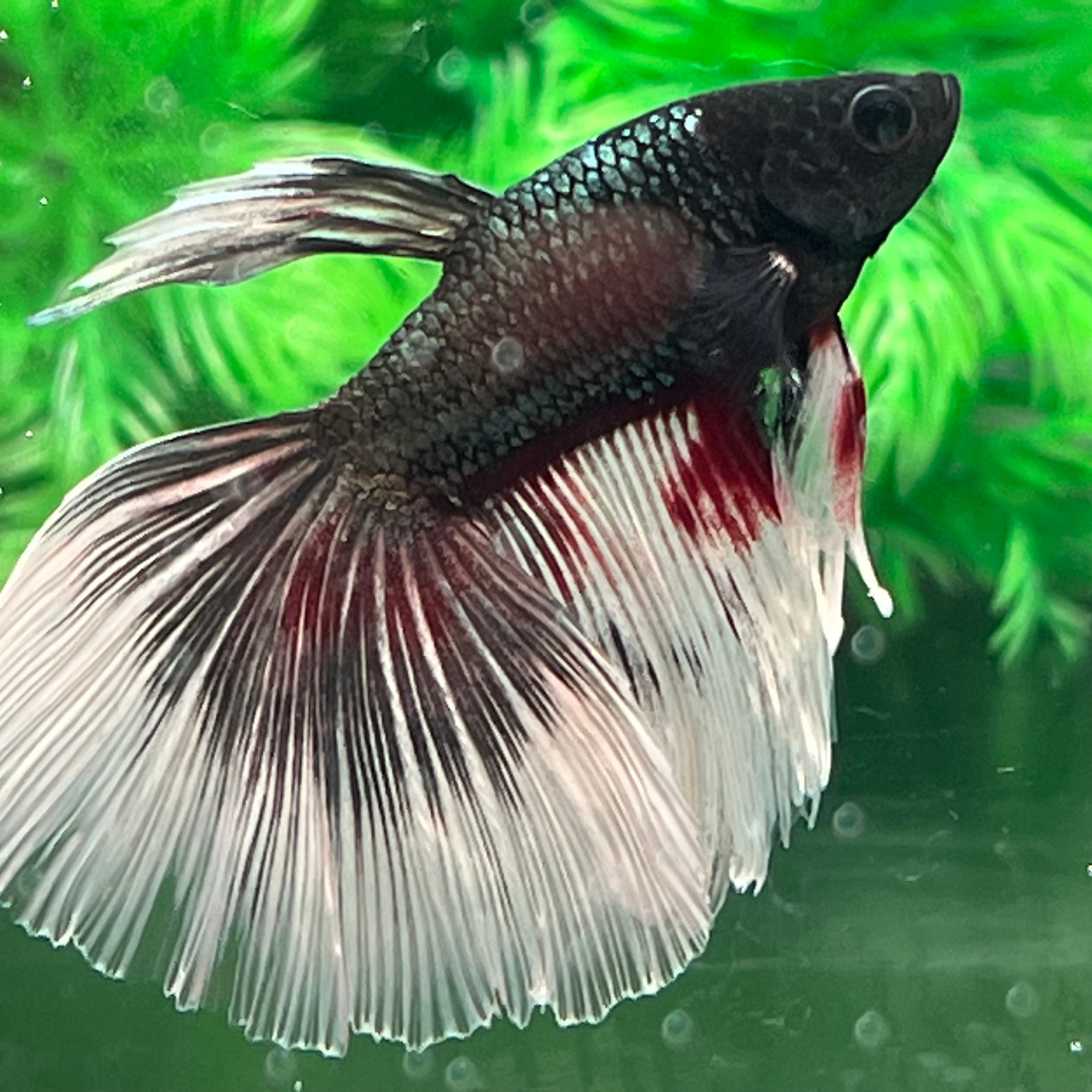 セレクトベタ・ブラックバタフライ♂023 | aquarium shop earth