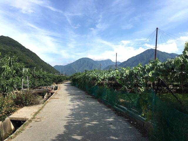 12本セット【2回目購入＆メンバー価格】山梨クラフトワインオーナー〈収穫体験＆試食・ワイナリー見学＆試飲〉