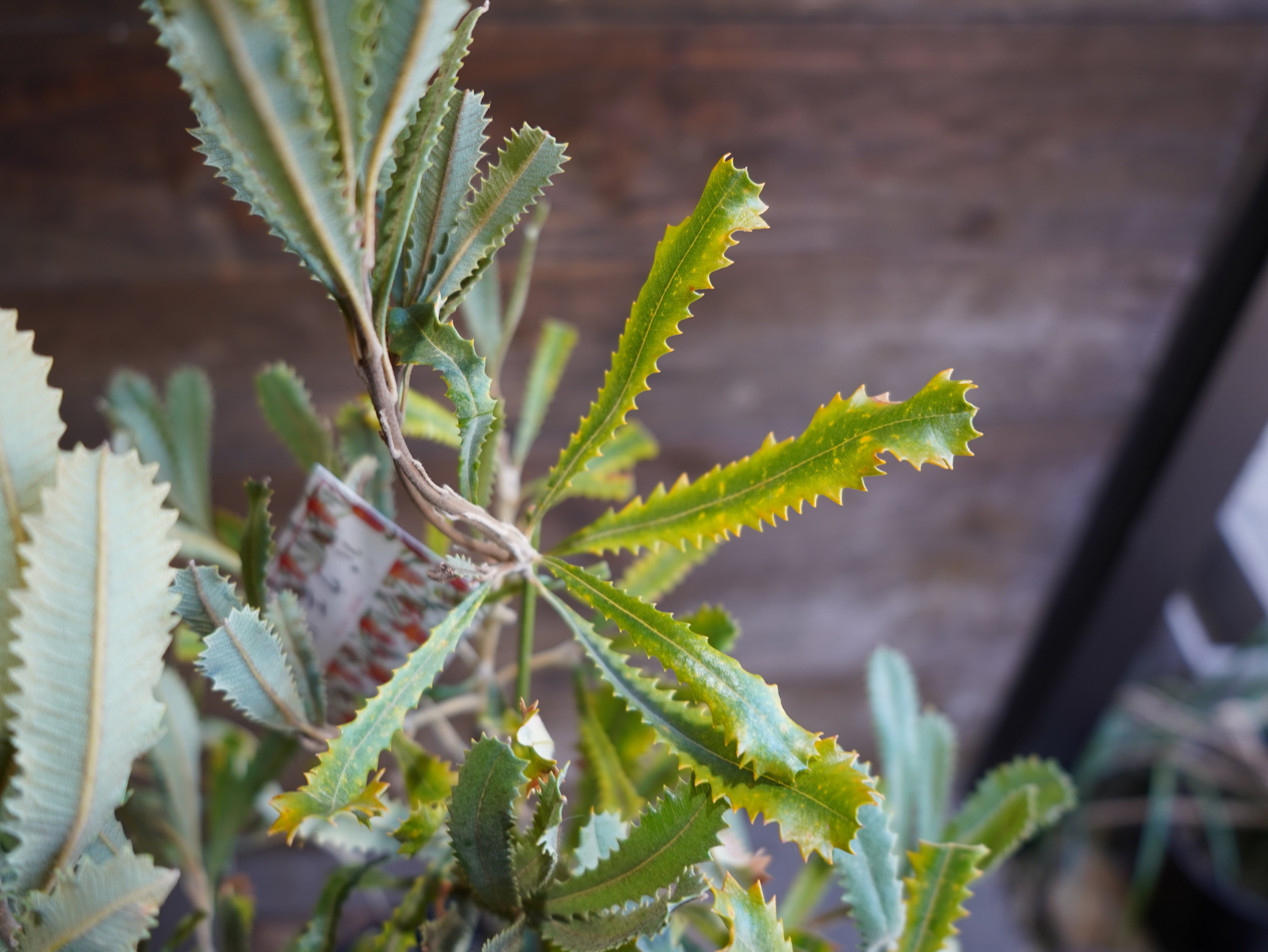 【現物】バンクシア　”バウエリ”　A