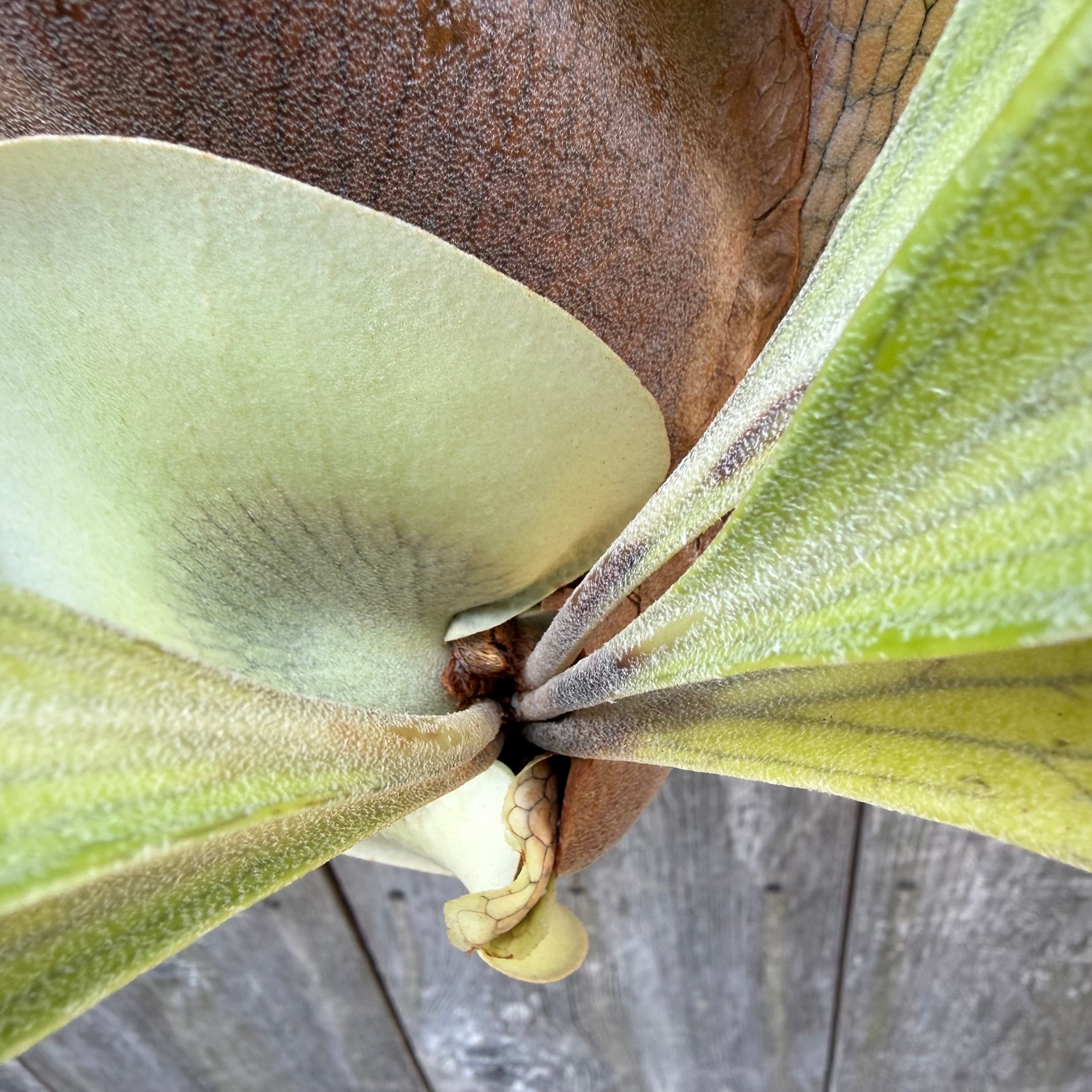 P. hillii Bangpung (pup) | naturefix