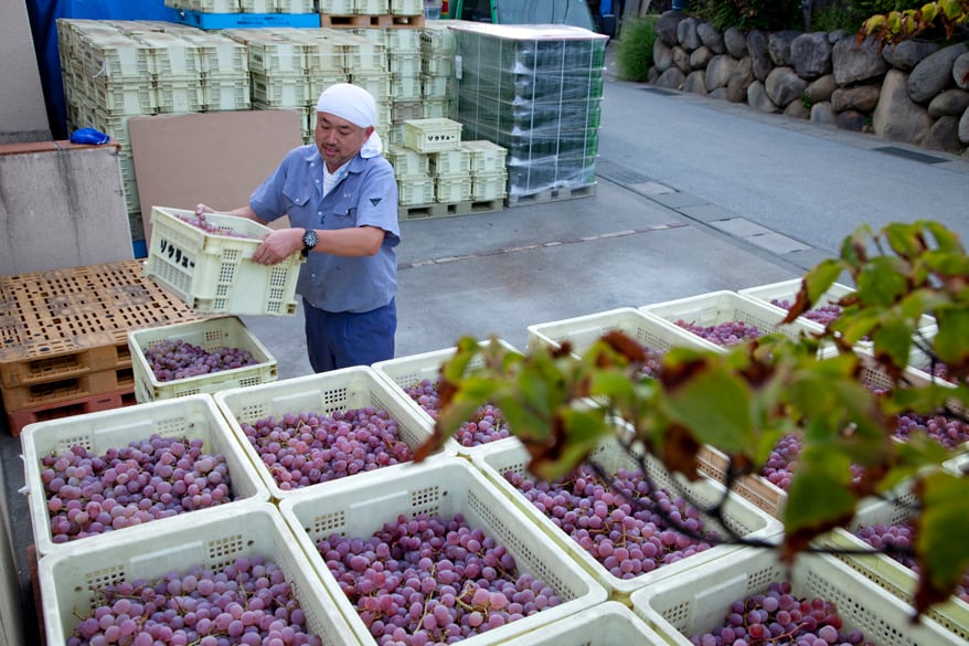 イベント2/14（土）【蒼龍葡萄酒　コラボランチイベント】12:00～