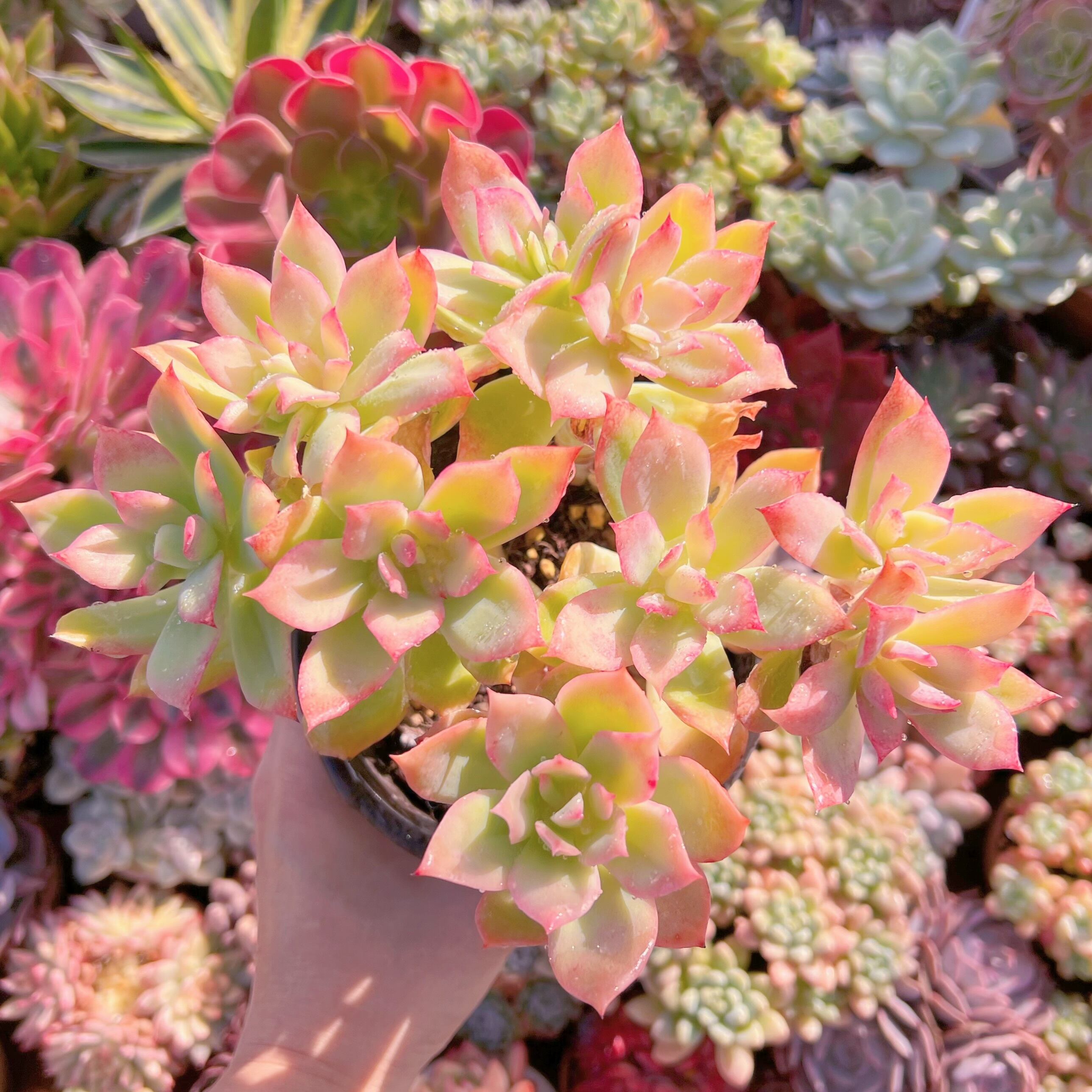 現品　ジョイス#643　古株　特特大　るる農園