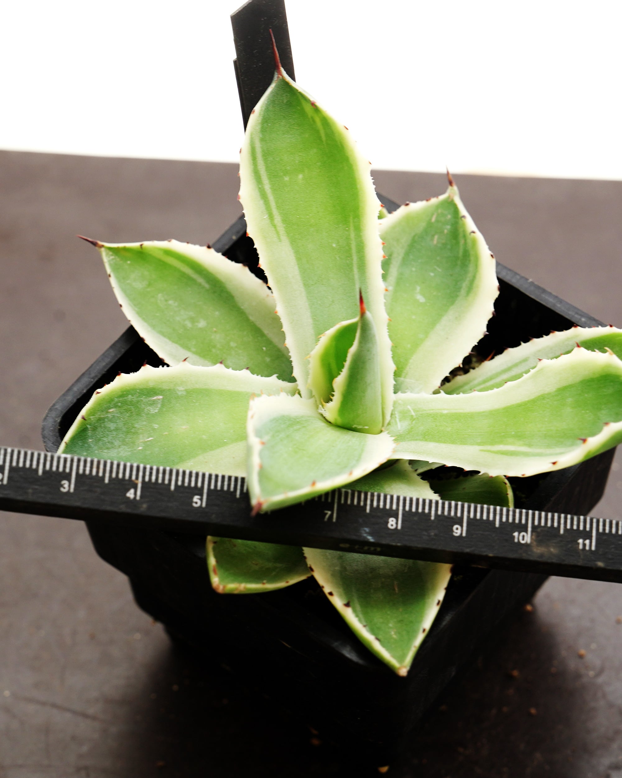 抜き苗 パリー トルンカータ オリザバ Agave parryi var.truncata