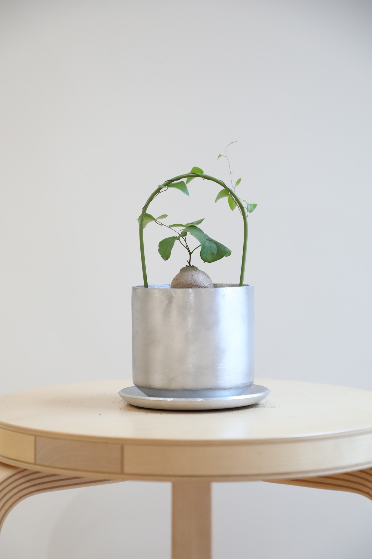 【S】亀甲竜/Dioscorea elephantipes