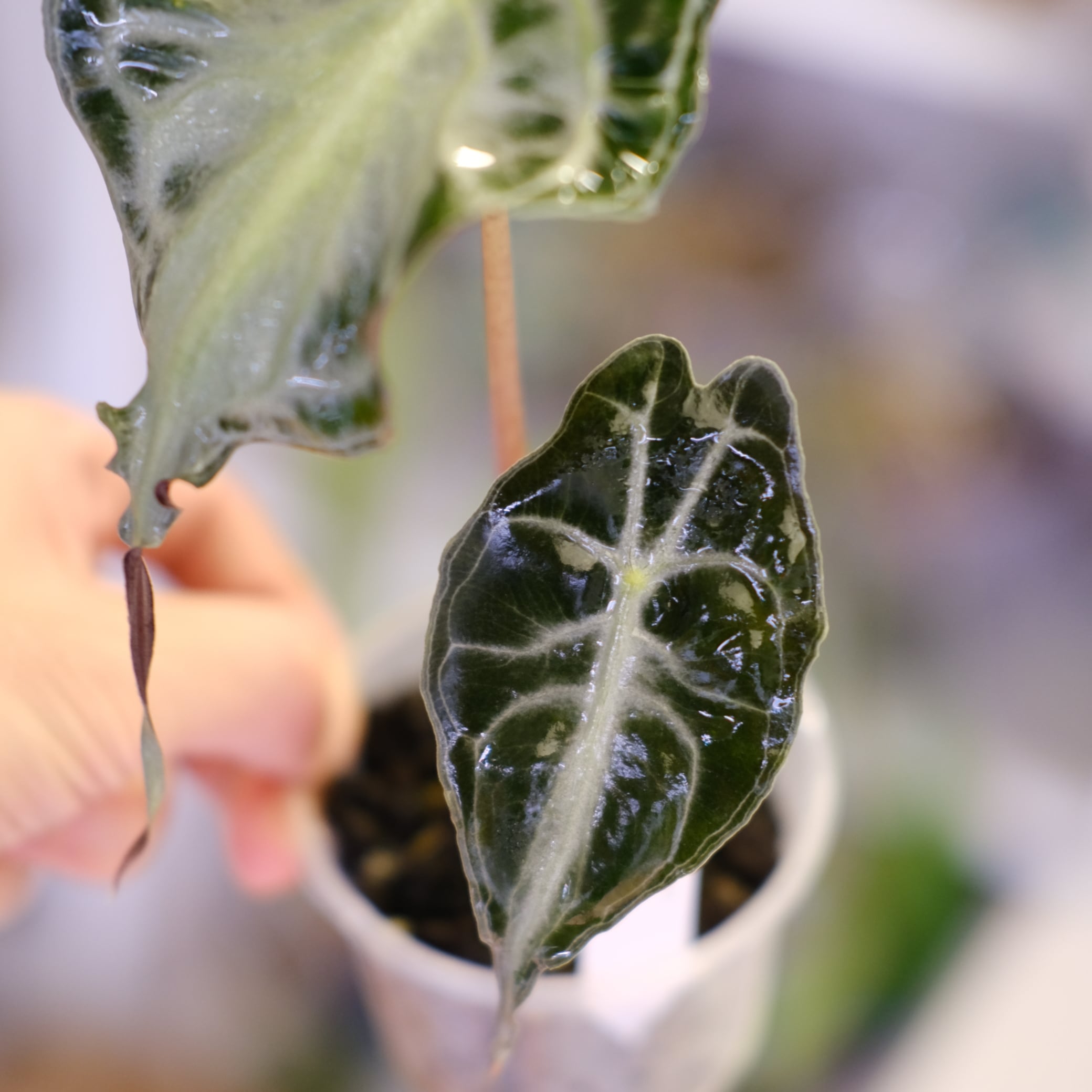 Alocasia 'Venom'│アロカシア・ヴェノム⑥│観葉植物 | tokyoplants
