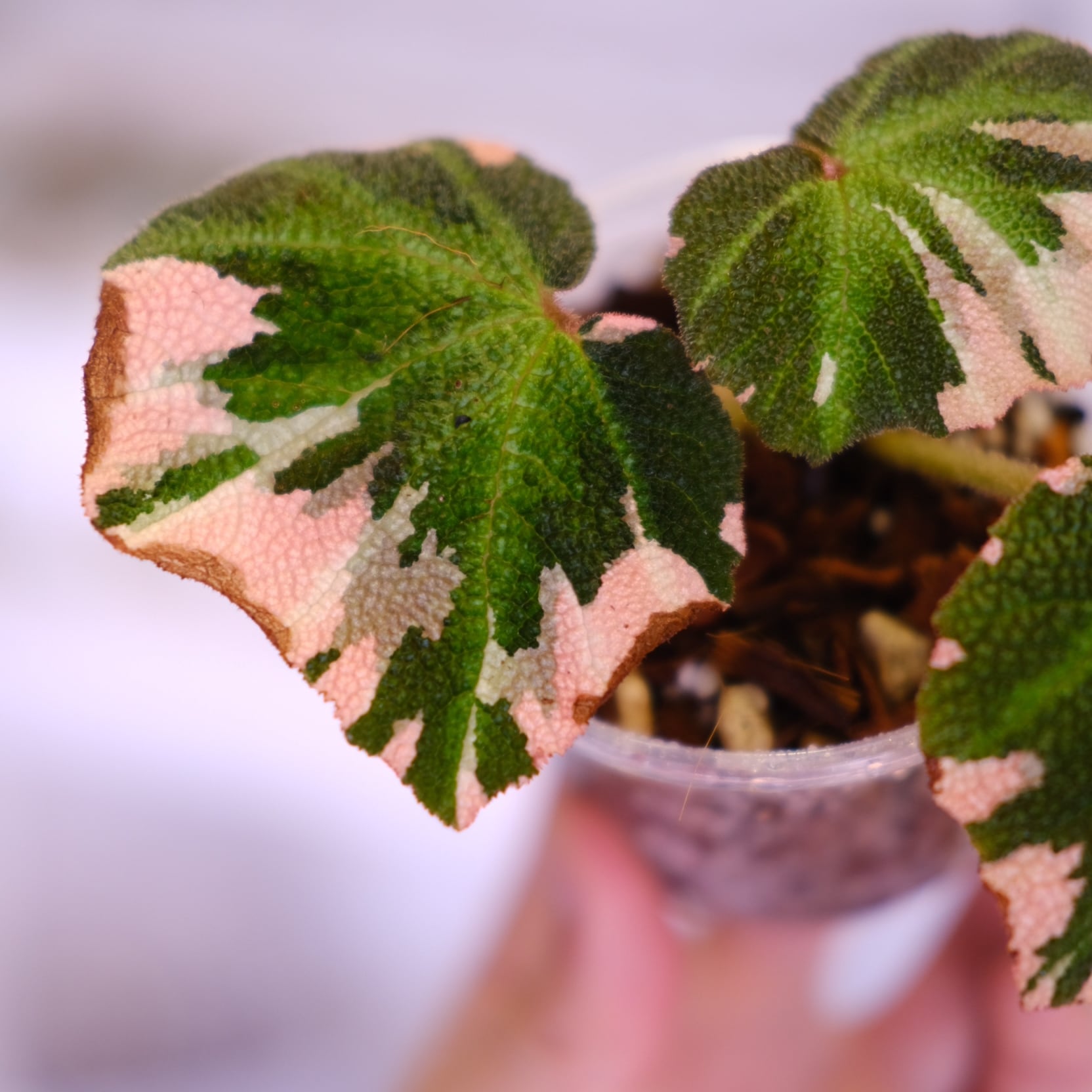 Begonia soli mutata Var│ベゴニア ソリムタータ ピンク④ Begonia soli mutata Variegated / ベゴニア ソリムタータ