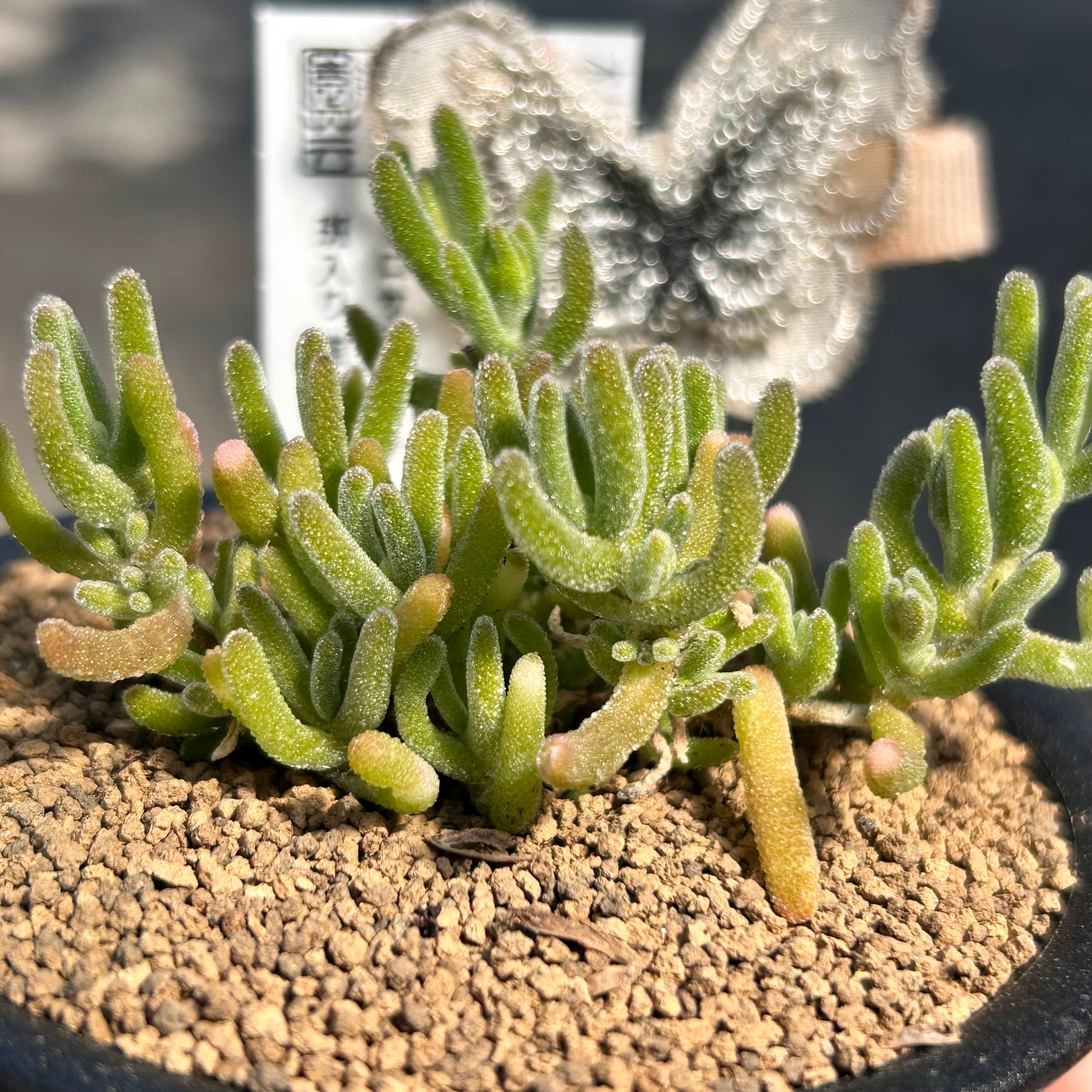 T) 斑入り蛍光兎 ドロサンテマム | RuPo 多肉植物専門店