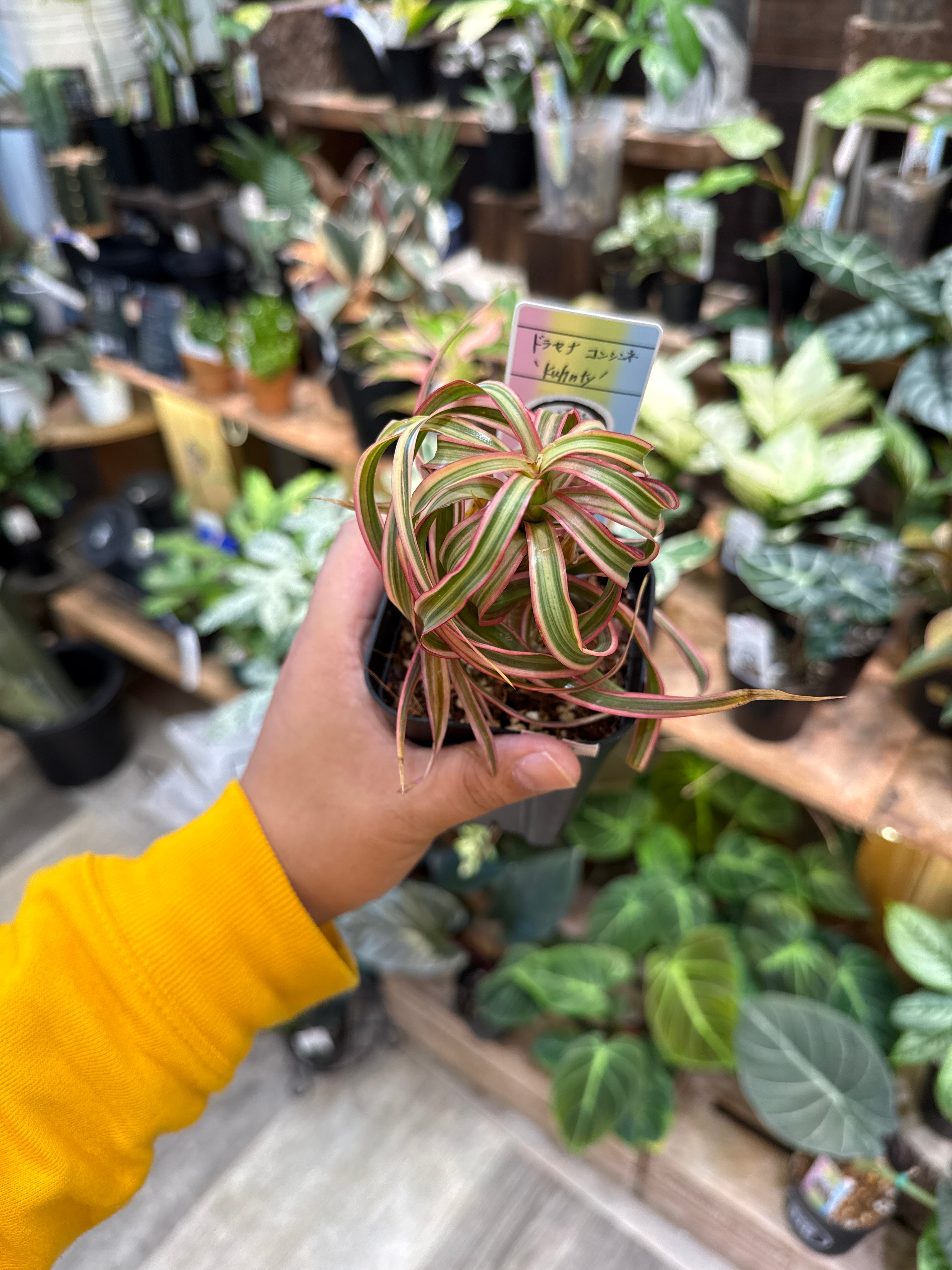 ドラセナ コンシンネ トリカラー 