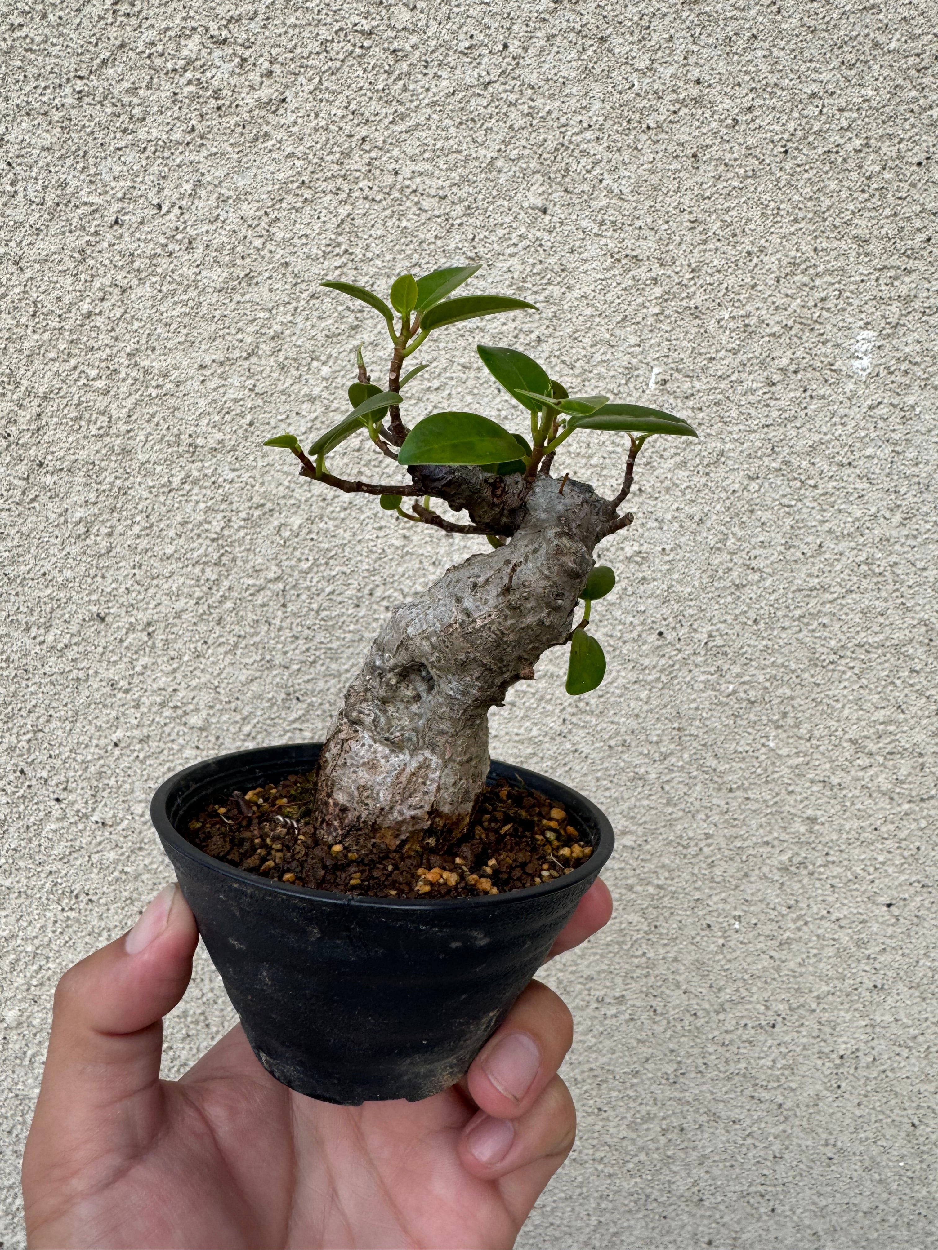 新着】Ficus microcarpa 【ガジュマル 琉球盆栽】初心者向けセレクト