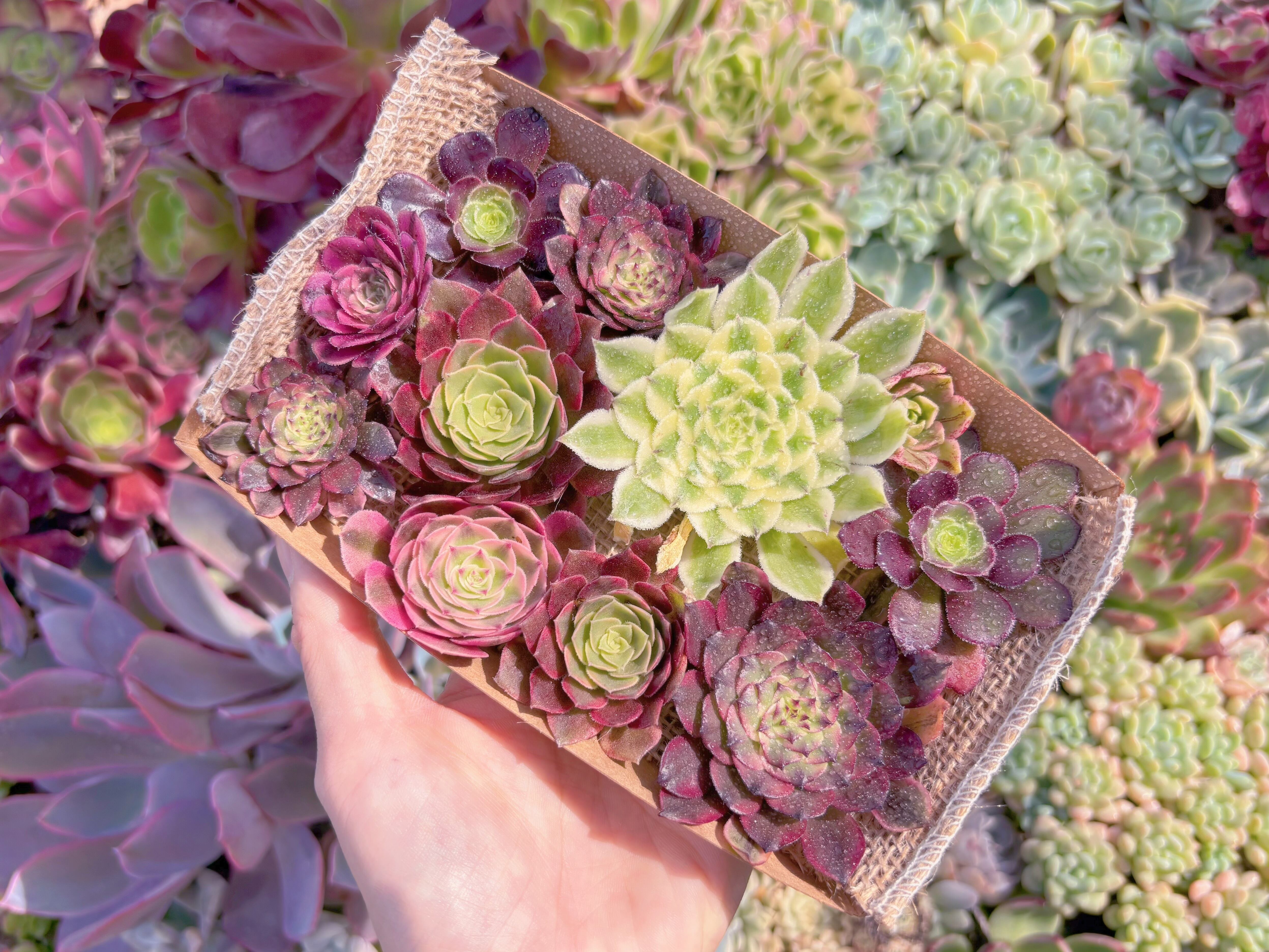 現品　寄せ植えセット#857　るる農園