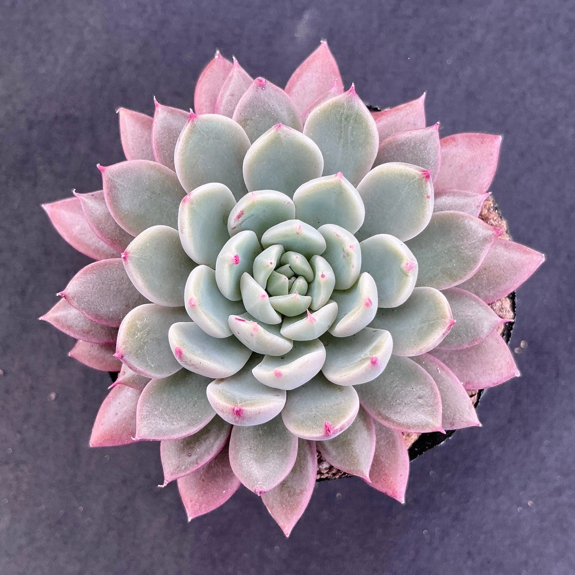 大特価✨厳選苗✨✨札付き❤️多肉アン✨ 大特価✨厳選苗✨✨札付き❤️多肉アン✨ 大特価✨厳選苗✨✨札付き