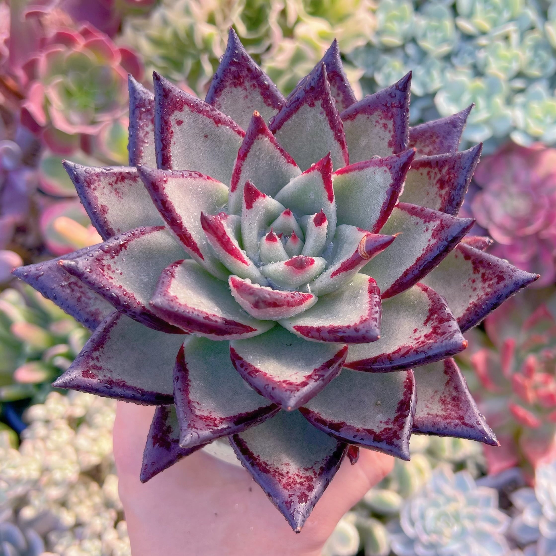 現品　黒魔王#644(キズあり)　新入荷　特大　るる農園