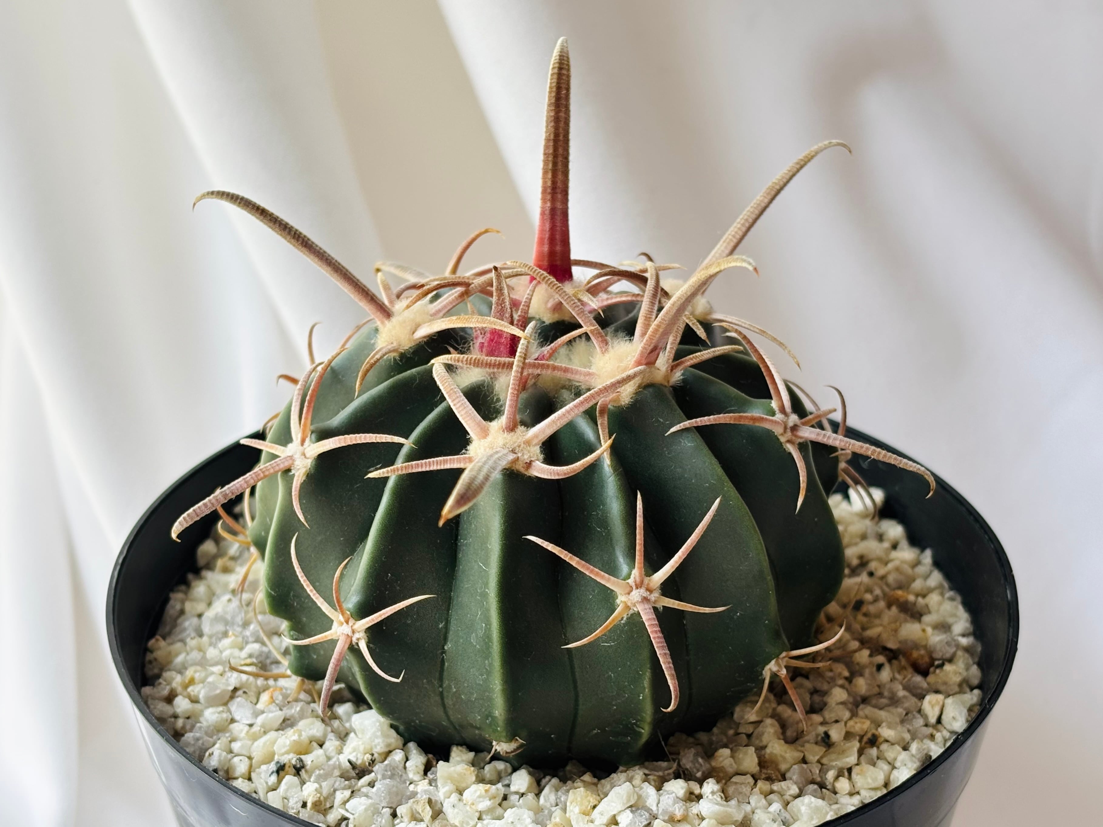 Echinocactus texensis エキノカクタス 綾波錦 サボテン | plants MARU
