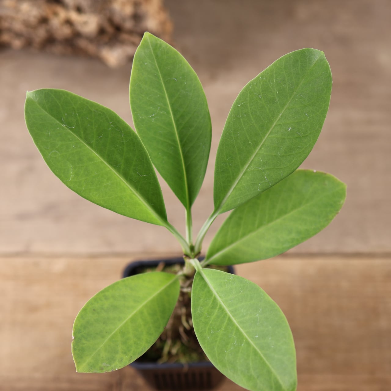 202 『アリ植物 アンソリザ・ブラクテオサ Anthorrhiza bracteosa