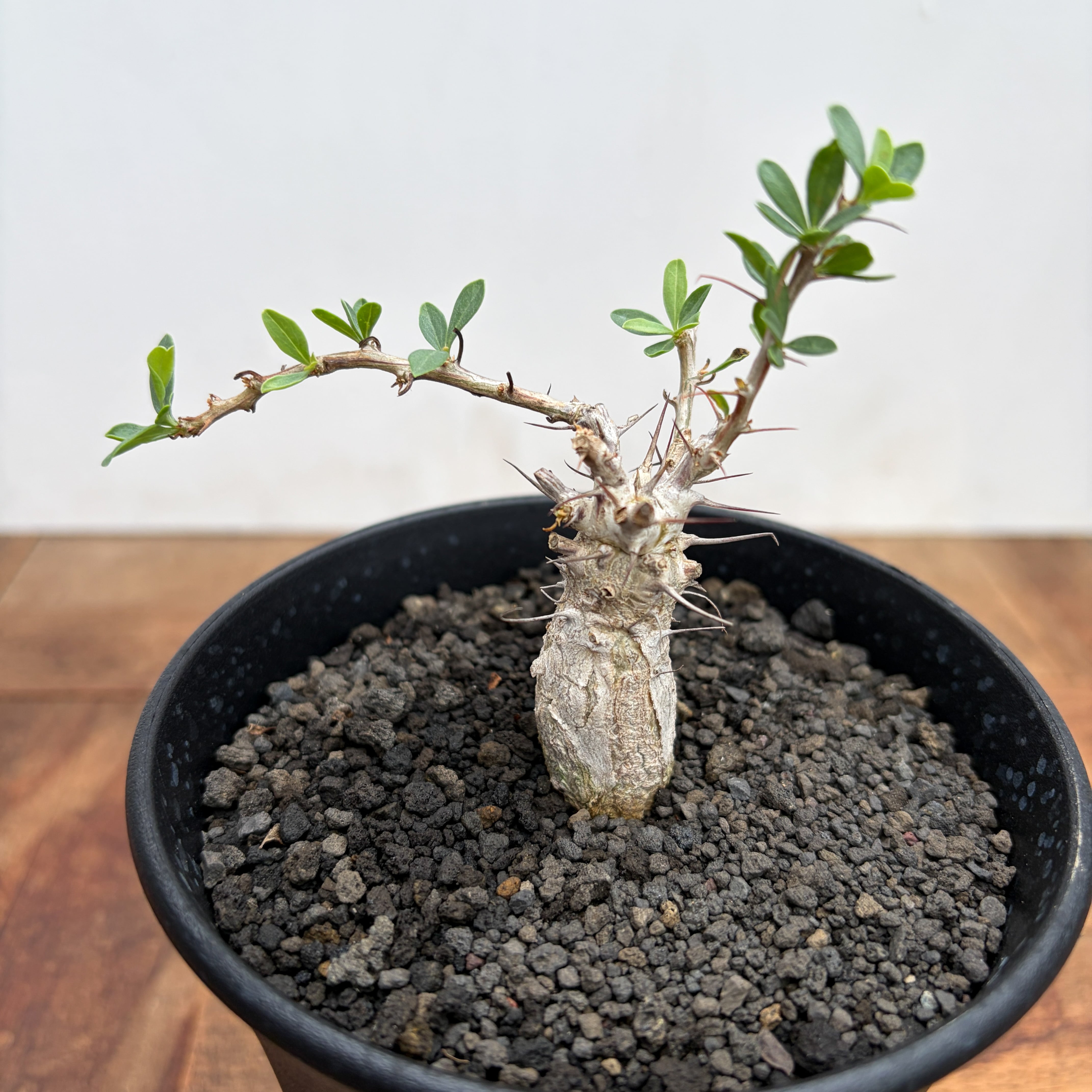Fouquieria columnaris【フォークイエリア・コルムナリス・観峰玉