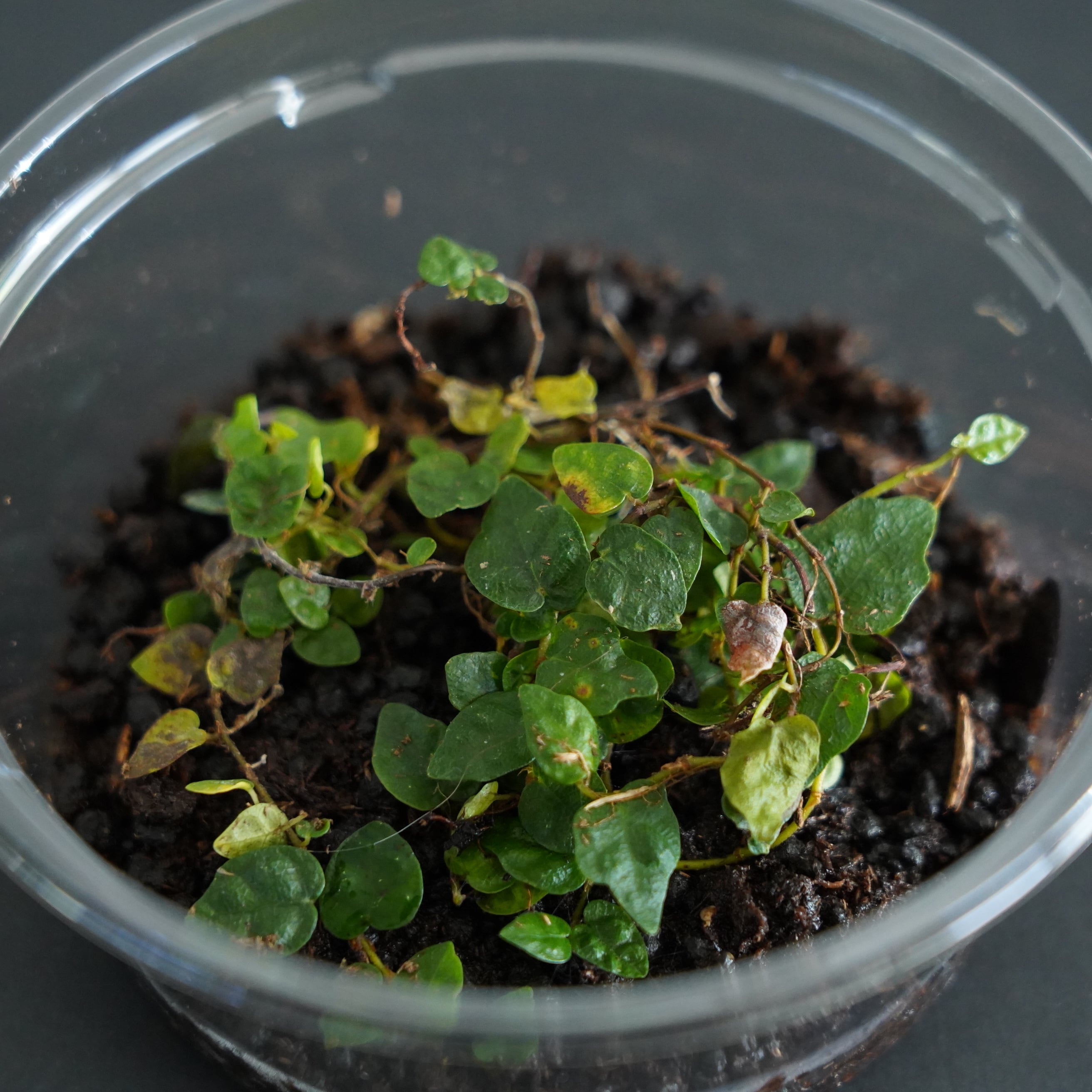 フィカス プミラ“ミニマ” Ficus pumila var. minima｜苔テラリウム作製