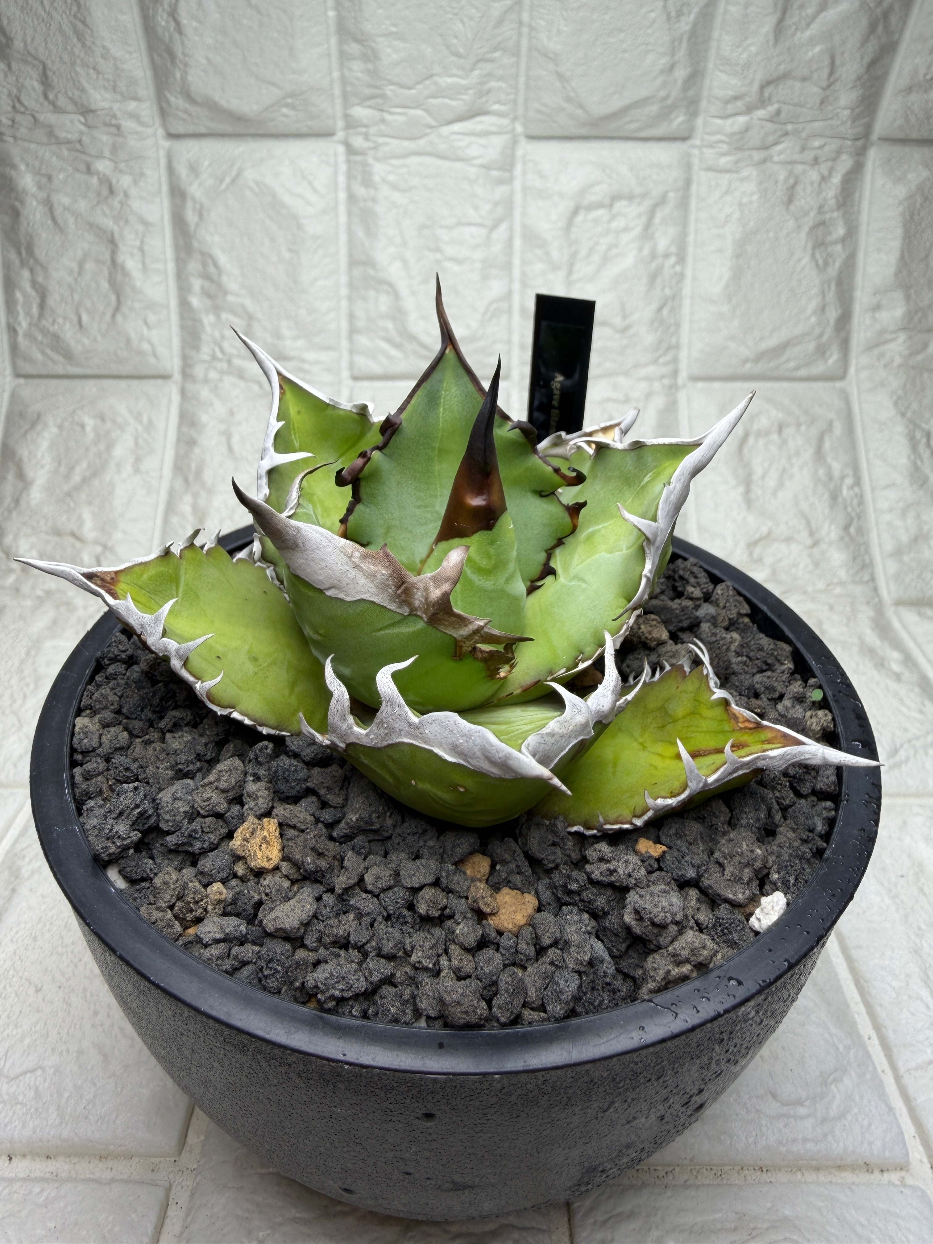 AGAVE TITANOTA 魔丸】子株 3〜4cm程度 安心の龍球会株 | PAY ID