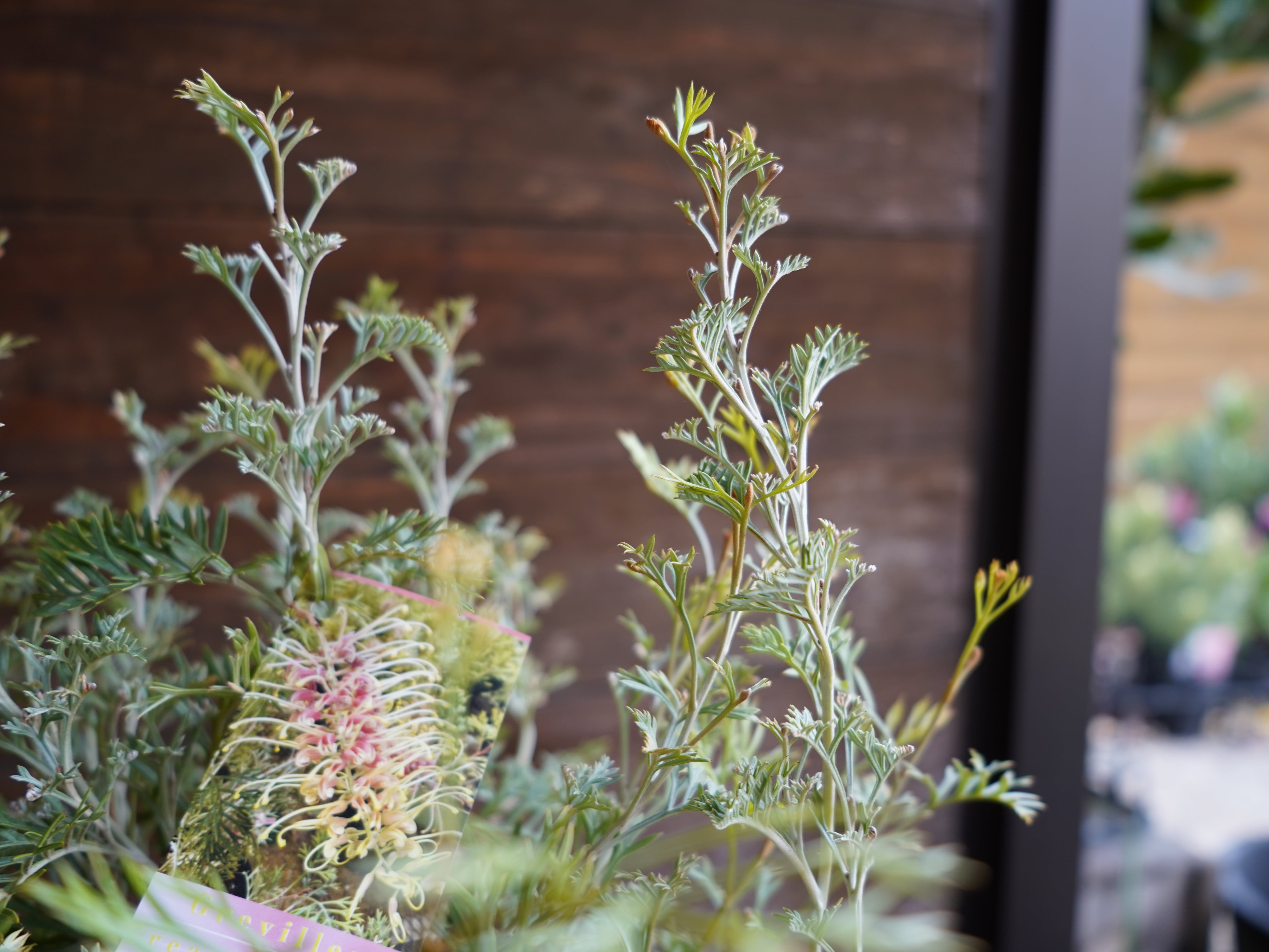 【現物】グレビレア ”クリームパッション” A