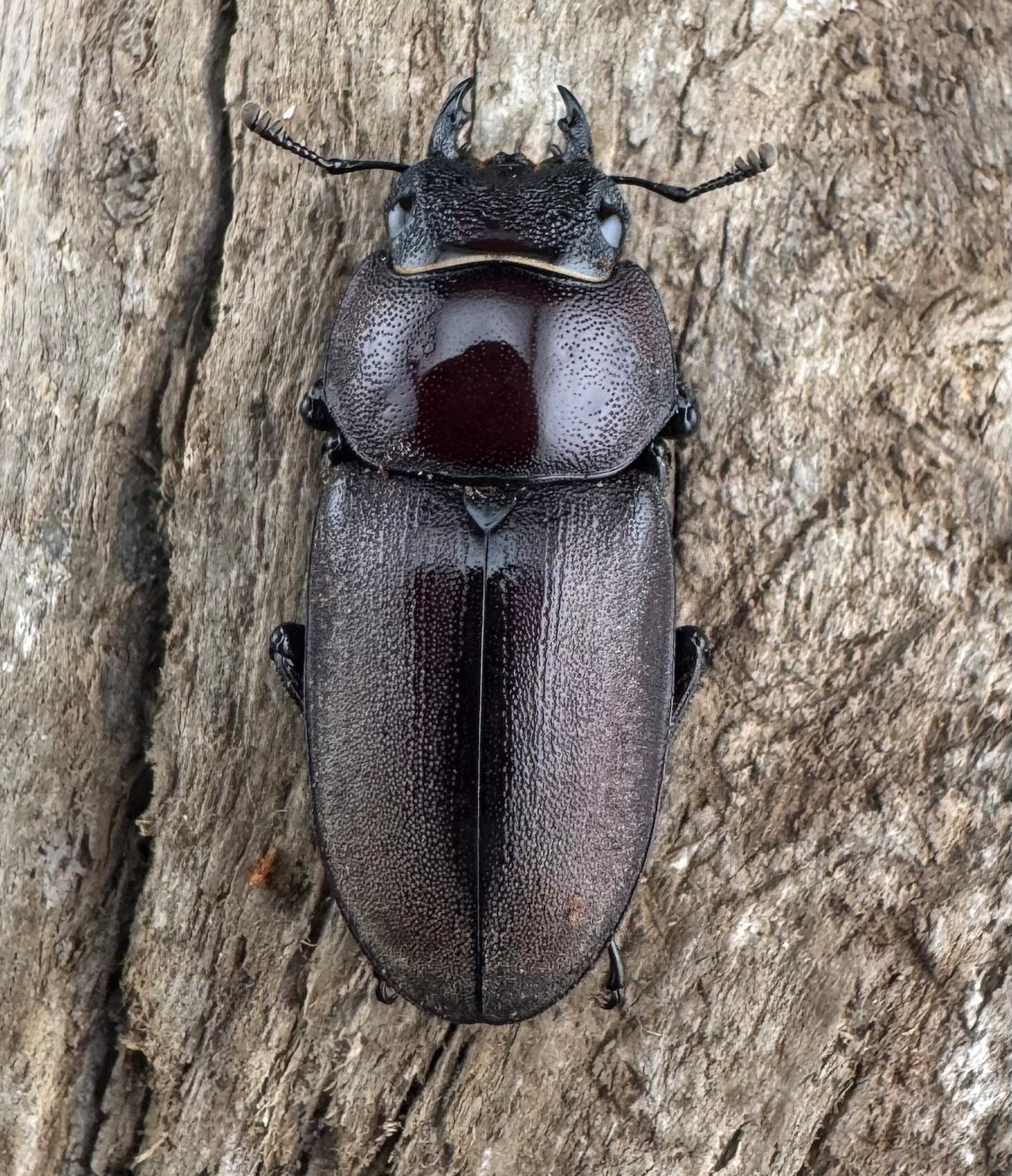 《ミシマコクワガタ 硫黄島産 44.5mm ♂♀♀トリオ》