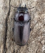 《ミシマコクワガタ 硫黄島産 44.5mm ♂♀♀トリオ》