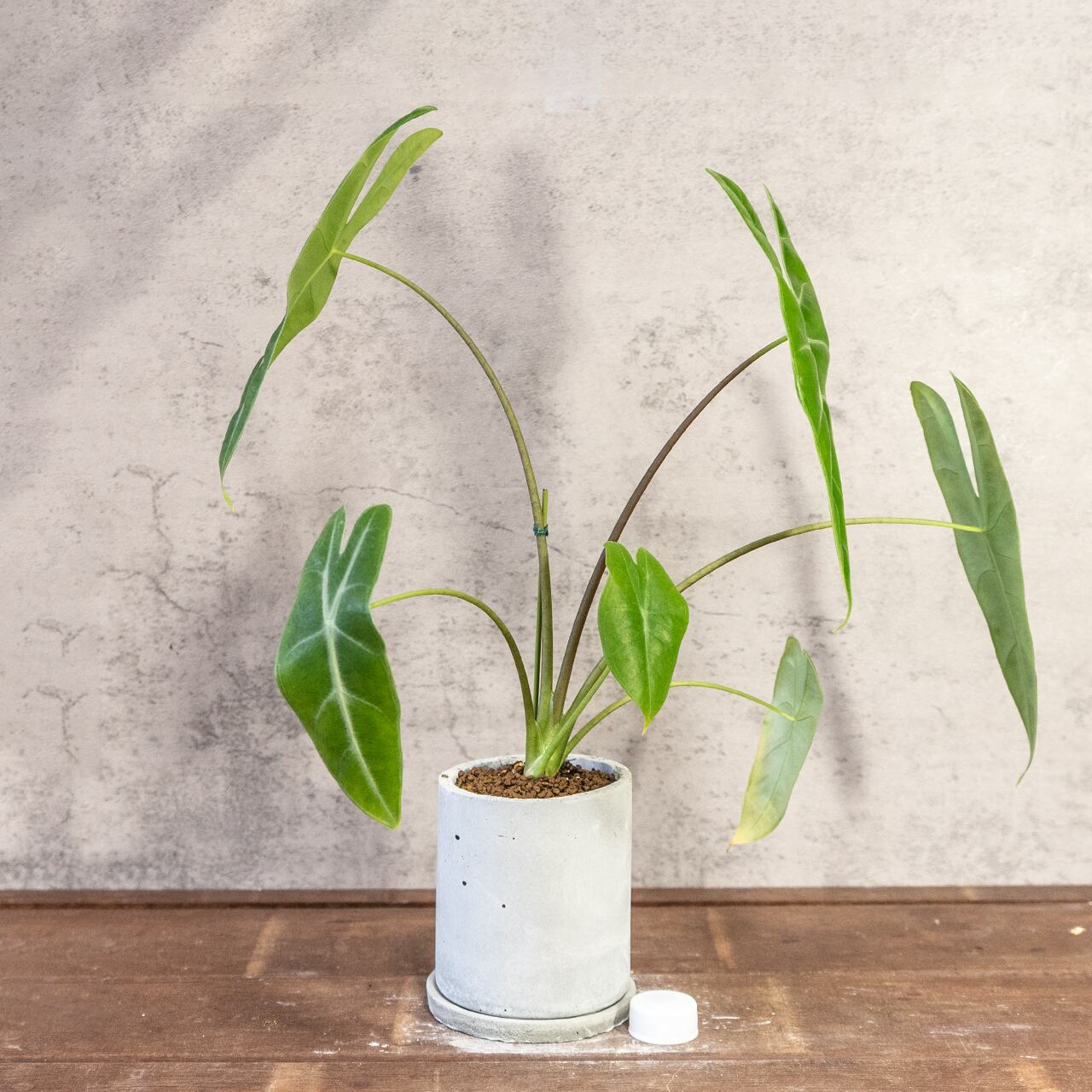 アロカシア・ロンギロバ｜凹凸のある葉面とスリムなフォルムが美しい観葉植物【手作りモルタル鉢仕立て】