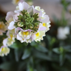 ネメシア　ピンクレモネード　花期が長い　宿根草　冬から春まで咲く　寄せ植えにオススメ　四季咲き