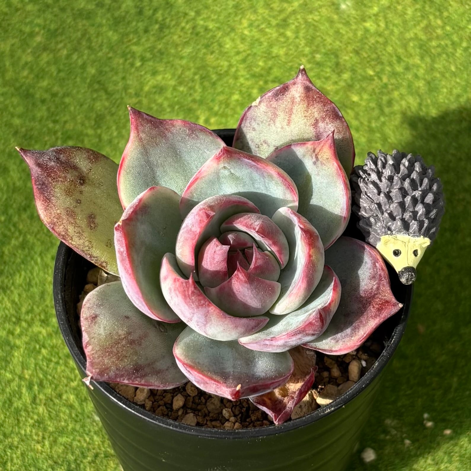 斑入り | 多肉植物 豆彦商店