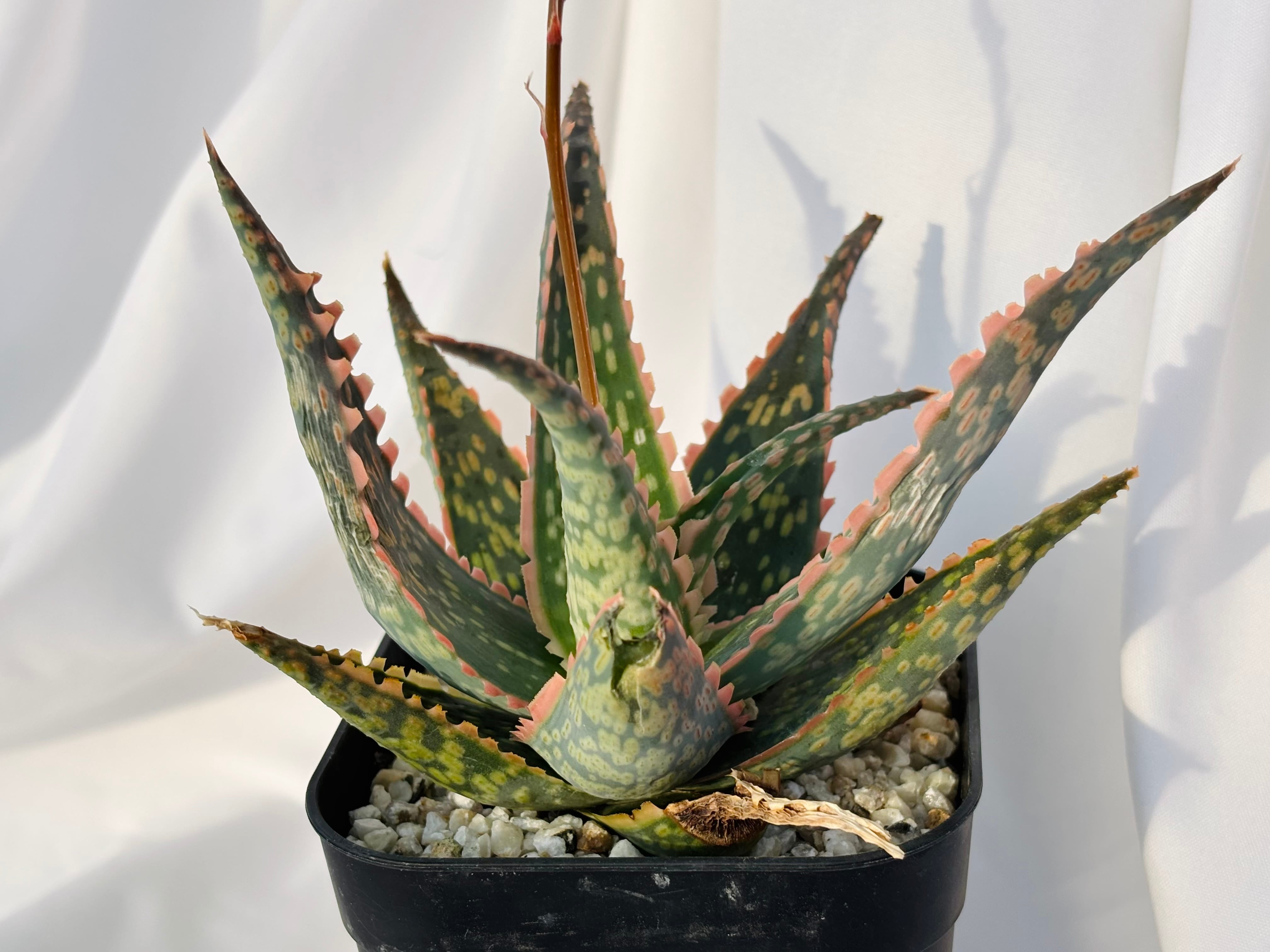 Belfiore Succulentsのアロエ・ハイブリッド　抜き苗 TCT Aloe hybrid アロエハイブリッド抜き苗 Belfiore Succulentsの