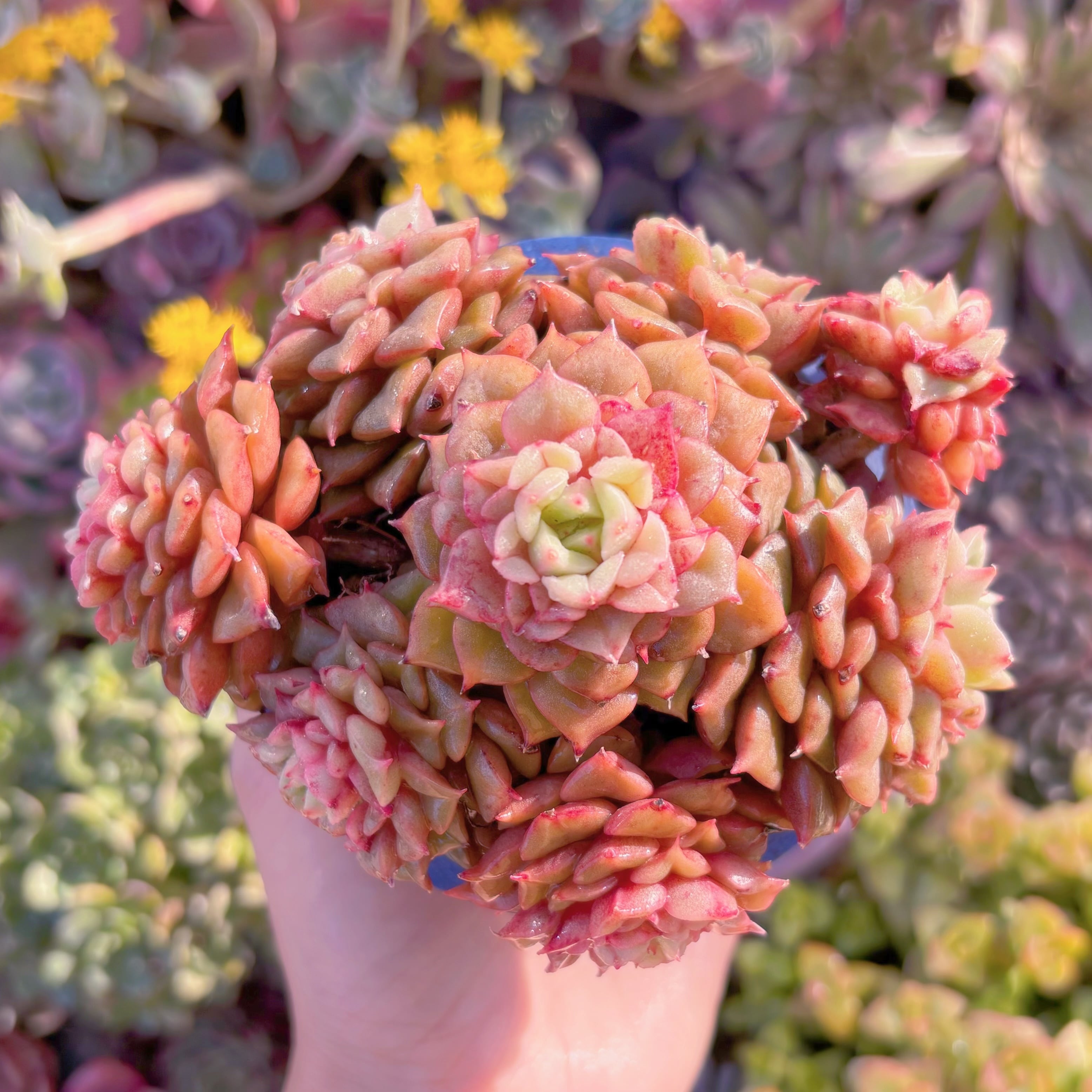 現品　テスラ#M297　大群生　るる農園