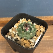 サボテン ツルビニカルプス アロンソイ【595】