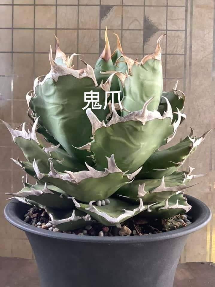 Agave アガベ チタノタ Ghostclaw 鬼爪 台湾 子株 ➀ | Puppy's Lanturn