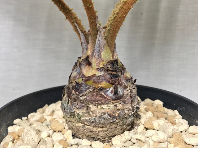 ザミア フルフラケア