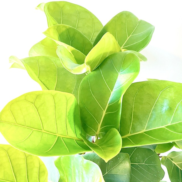 希少 フィカス アフリカンプリンス ８号 観葉植物 calm cafe