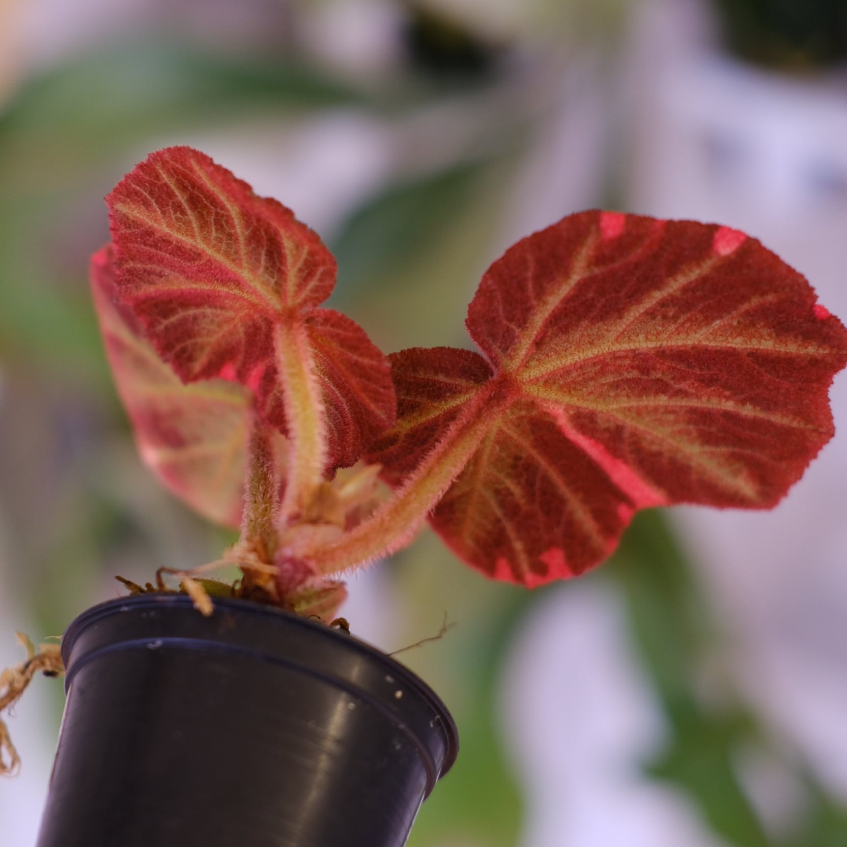 Begonia soli mutata Variegated│ベゴニア ソリムタータ バリエガータ