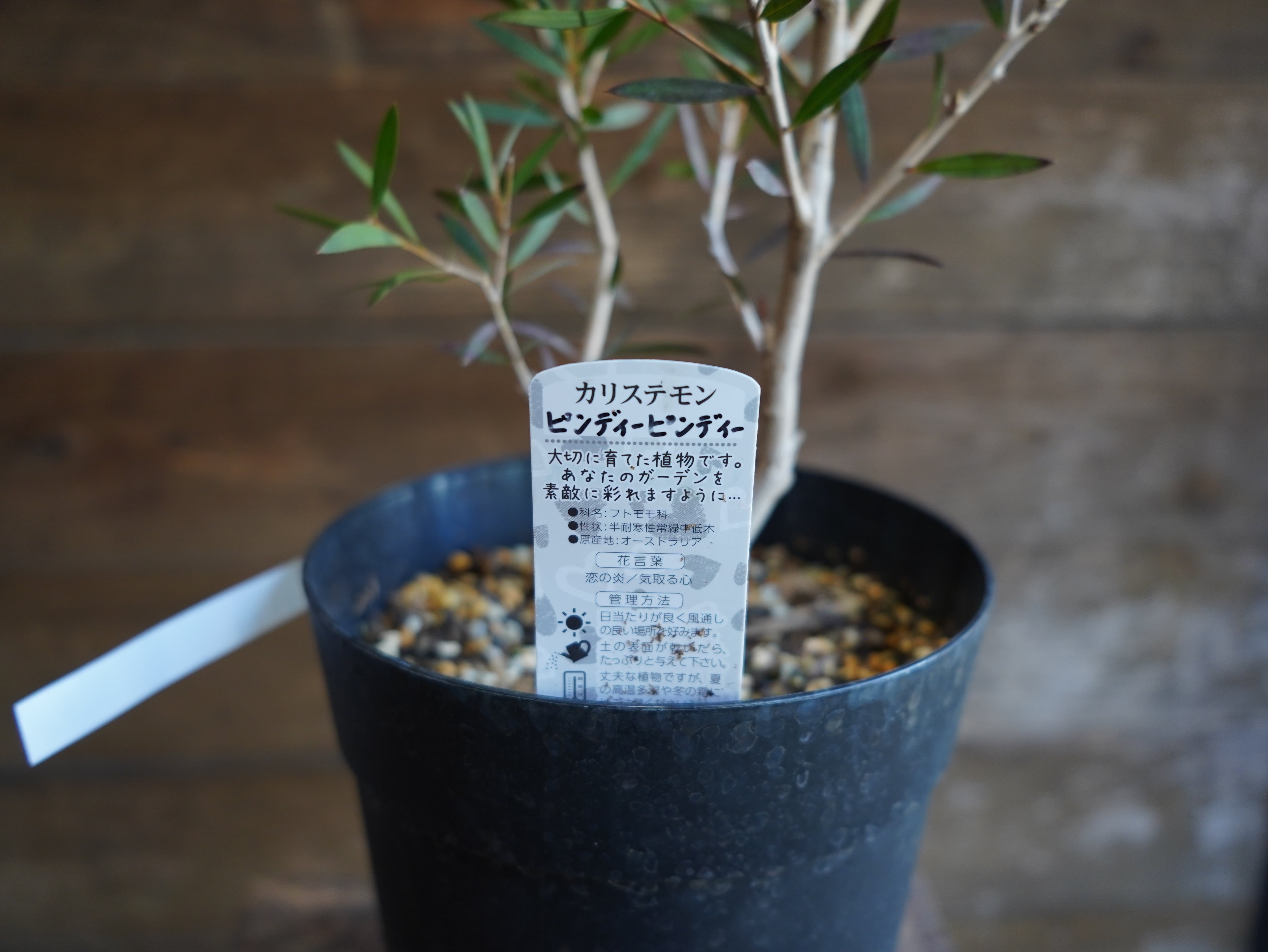 【現物】カリステモン　”ピンディーピンディー”