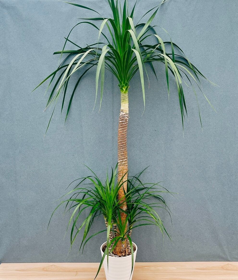 現品］【希少】特大！M ドラセナ カンボジアーナ 8号 観葉植物 レア