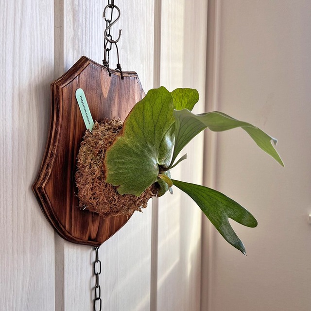 ビカクシダ ステマリア 子株 板付 【観葉植物 室内 コウモリラン】