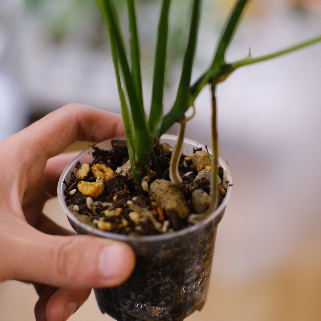 【実生】モンステラ オブリクア ペルー / Monstera Obliqua Peru⑦ / 観葉植物