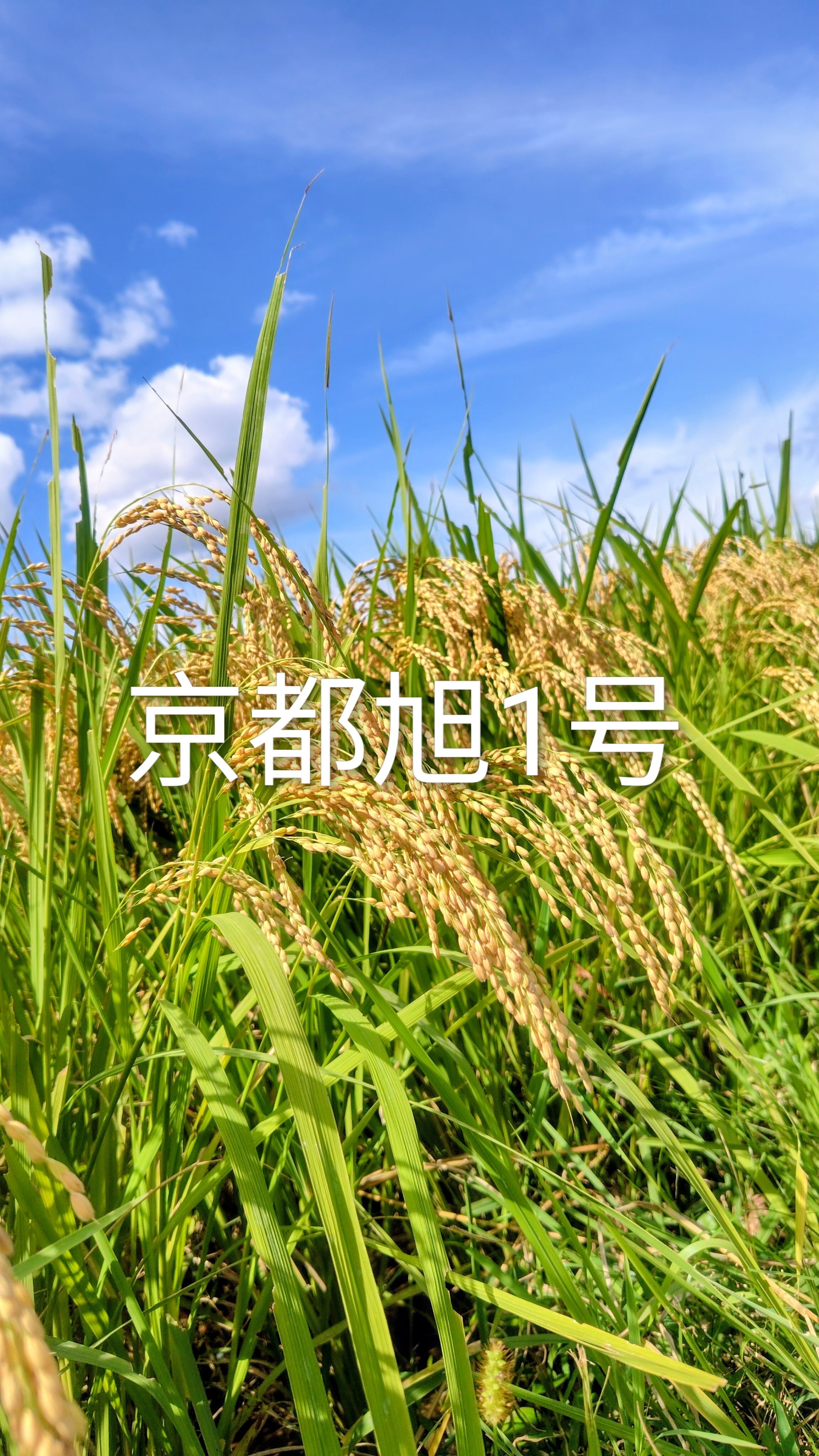 新米】2025年産 京都旭1号 25キロ 玄米・白米 無農薬 無施肥 数量限定 新米】2025年産 京都旭1号 25キロ 玄米・白米 無農薬 無施肥 数量限定